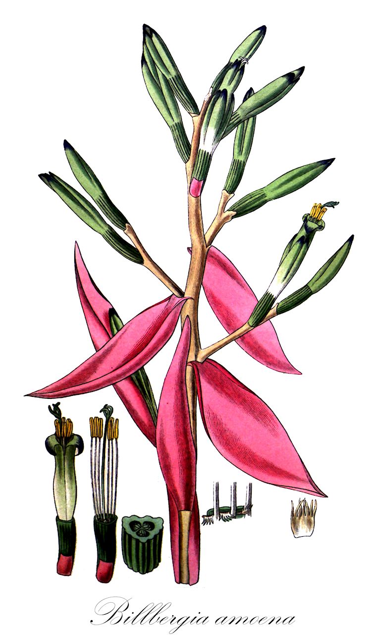 Billbergia amoena - Bromeliaceae,Plantae,Pteridobiotina,Angiosperms,Poales,Bromeliaceae,Billbergia,Billbergia amoena,Billbergia amoena f. viridiflora, Billbergia amoena var. amoena, Billbergia amoena var. carnea, Billbergia amoena var. flavescens, Billbergia amoena var. minor, Billbergia amoena var. robertiana, Billbergia amoena var. rubra, Billbergia amoena var. stolonifera, Billbergia amoena var. typica, Billbergia amoena var. viridis, Billbergia binoti, Billbergia binotii, Billbergia chlorocyanea, Billbergia discolor, Billbergia laevis, Billbergia pallescens, Billbergia pallida, Billbergia pyramidalis var. minor, Billbergia wacketii, Billbergia wiotiana, Bromelia laevis, Bromelia pallida, Pitcairnia discolor, Pourretia magnispatha, Pourretia magnispatha, Tillandsia amoena, Tillandsia variegata