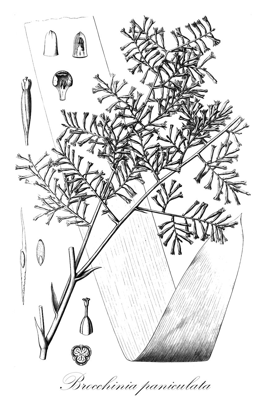 Brocchinia paniculata - Bromeliaceae,Plantae,Pteridobiotina,Angiosperms,Poales,Bromeliaceae,Brocchinia,Brocchinia paniculata,Pitcairnia brocchinia, Pitcairnia brochinia