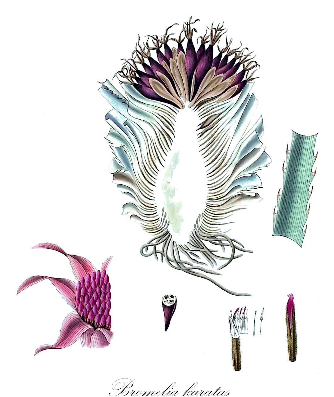 Bromelia karatas - Bromeliaceae,Plantae,Pteridobiotina,Angiosperms,Poales,Bromeliaceae,Bromelia,Bromelia karatas,Bromelia acanga, Bromelia acaulis, Bromelia caratas, Bromelia nudicaulis var. caraguata, Bromelia plumieri, Karatas karatas, Karatas lagopus, Karatas plumieri, Nidularium karatas