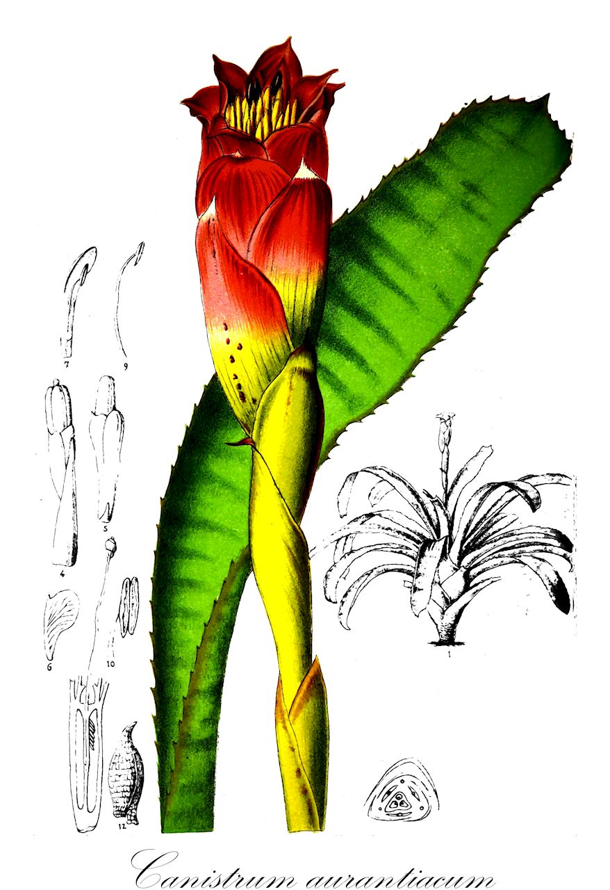 Canistrum aurantiacum - Bromeliaceae,Plantae,Pteridobiotina,Angiosperms,Poales,Bromeliaceae,Canistrum,Canistrum aurantiacum,Aechmea aurantiaca