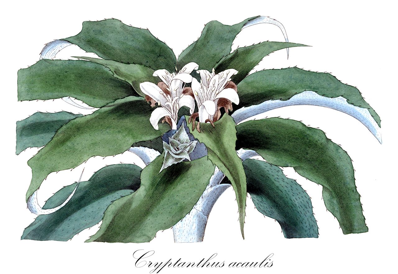 Cryptanthus acaulis - Bromeliaceae,Plantae,Pteridobiotina,Angiosperms,Poales,Bromeliaceae,Cryptanthus,Cryptanthus acaulis,Bromelia pumila, Cryptanthus acaulis var. acaulis, Cryptanthus acaulis var. argenteus, Cryptanthus acaulis var. discolor, Cryptanthus acaulis var. genuina, Cryptanthus acaulis var. genuinus, Cryptanthus acaulis var. purpureus, Cryptanthus acaulis var. ruber, Cryptanthus discolor, Cryptanthus pumilus, Cryptanthus sinuosus, Cryptanthus testaceus, Cryptanthus undulatus, Cryptanthus undulatus var. purpureus, Cryptanthus undulatus var. ruber, Madvigia densiflora, Tillandsia acaulis