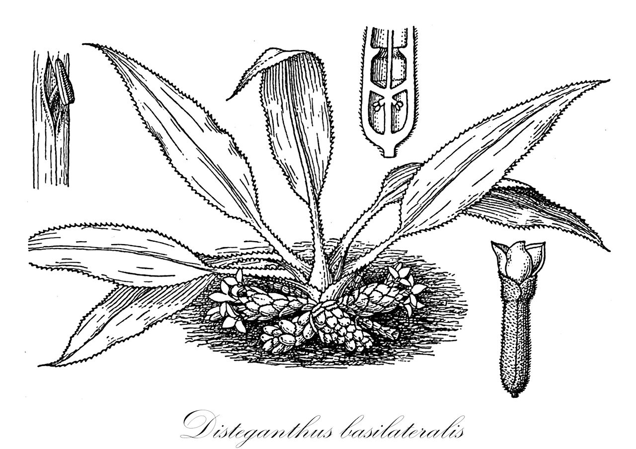 Disteganthus basilateralis - Bromeliaceae,Plantae,Pteridobiotina,Angiosperms,Poales,Bromeliaceae,Disteganthus,Disteganthus basilateralis,Aechmea basilateralis, Aechmea basi-lateralis, Aechmea calatheoides, Disteganthus calatheoides