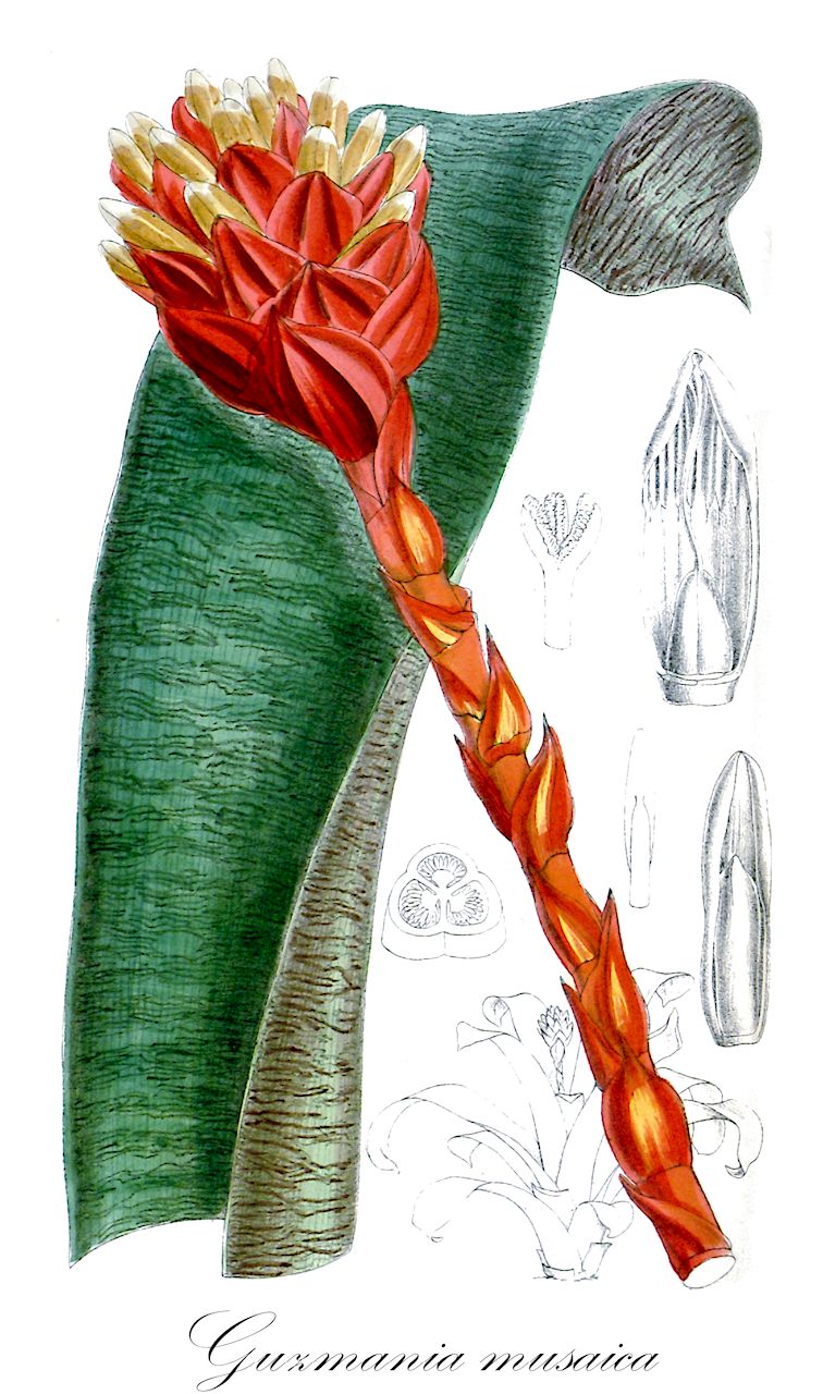 Guzmania musaica - Bromeliaceae,Plantae,Pteridobiotina,Angiosperms,Poales,Bromeliaceae,Guzmania,Guzmania musaica,Billbergia musaica, Caraguata musaica, Guzmania musaica var. concolor, Guzmania musaica var. discolor, Guzmania musaica var. musaica, Guzmania musaica var. rosea, Guzmania musaica var. zebrina, Massangea musaica, Tillandsia mosaic, Tillandsia musaica
