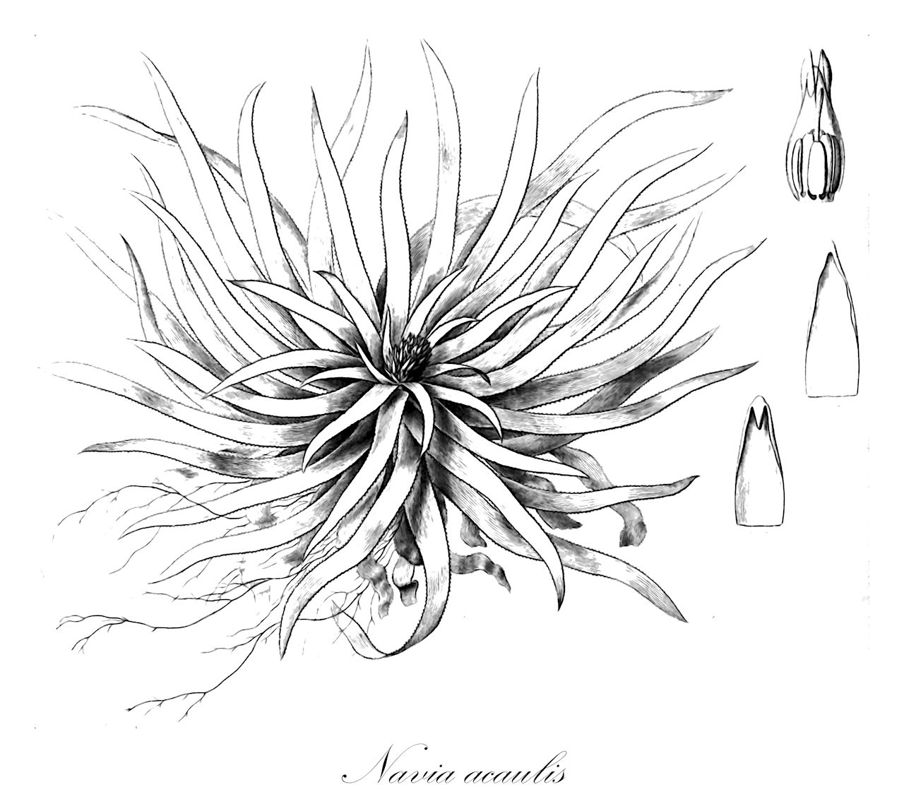 Navia acaulis - Bromeliaceae,Plantae,Pteridobiotina,Angiosperms,Poales,Bromeliaceae,Navia,Navia acaulis,Dyckia acaulis