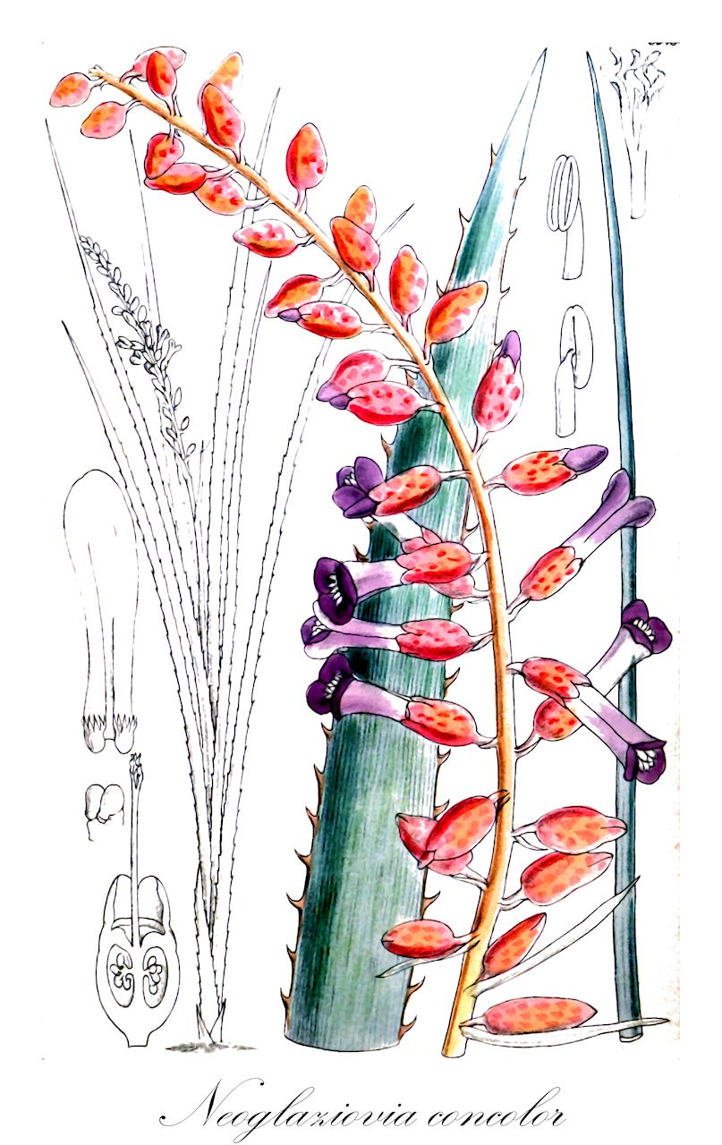 Neoglaziovia concolor - Bromeliaceae,Plantae,Pteridobiotina,Angiosperms,Poales,Bromeliaceae,Neoglaziovia,Neoglaziovia concolor