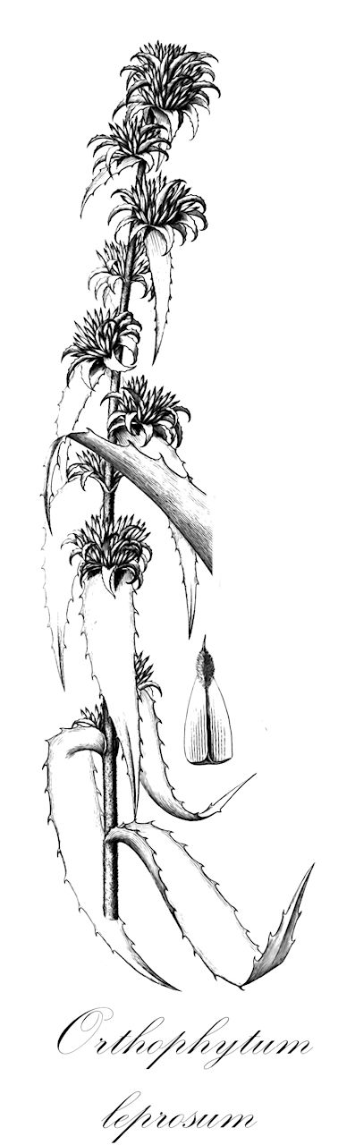 Orthophytum leprosum - Bromeliaceae,Plantae,Pteridobiotina,Angiosperms,Poales,Bromeliaceae,Orthophytum,Orthophytum leprosum,Prantleia leprosa