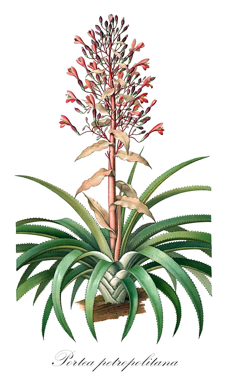 Portea petropolitana - Bromeliaceae,Plantae,Pteridobiotina,Angiosperms,Poales,Bromeliaceae,Portea,Portea petropolitana,Aechmea petropolitana, Portea petropolitana var. typica