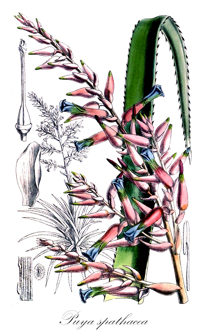 Puya spathacea - Bromeliaceae,Plantae,Pteridobiotina,Angiosperms,Poales,Bromeliaceae,Puya,Puya spathacea,Pitcairnia spathacea, Puya formosa