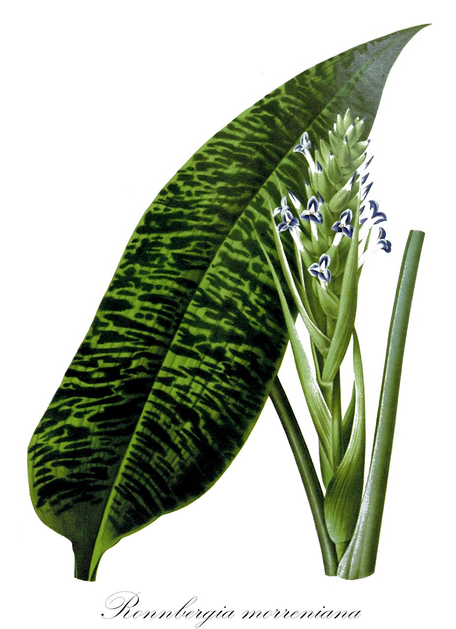 Ronnbergia morreniana - Bromeliaceae,Plantae,Pteridobiotina,Angiosperms,Poales,Bromeliaceae,Ronnbergia,Ronnbergia morreniana,Disteganthus morreneus, Disteganthus morrenianus