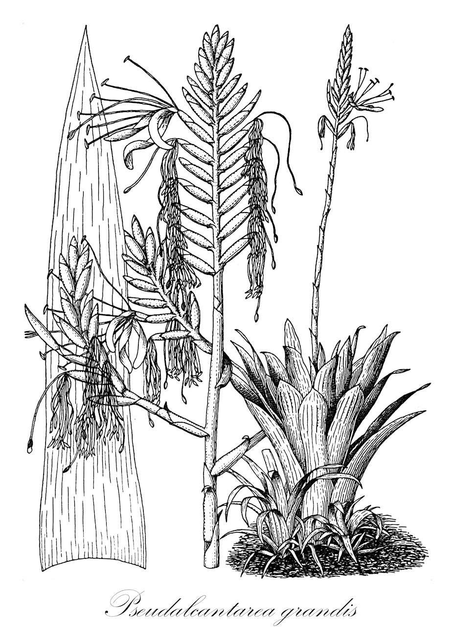 Pseudalcantarea grandis - Bromeliaceae,Plantae,Pteridobiotina,Angiosperms,Poales,Bromeliaceae,Pseudalcantarea,Pseudalcantarea grandis,Tillandsia grandis