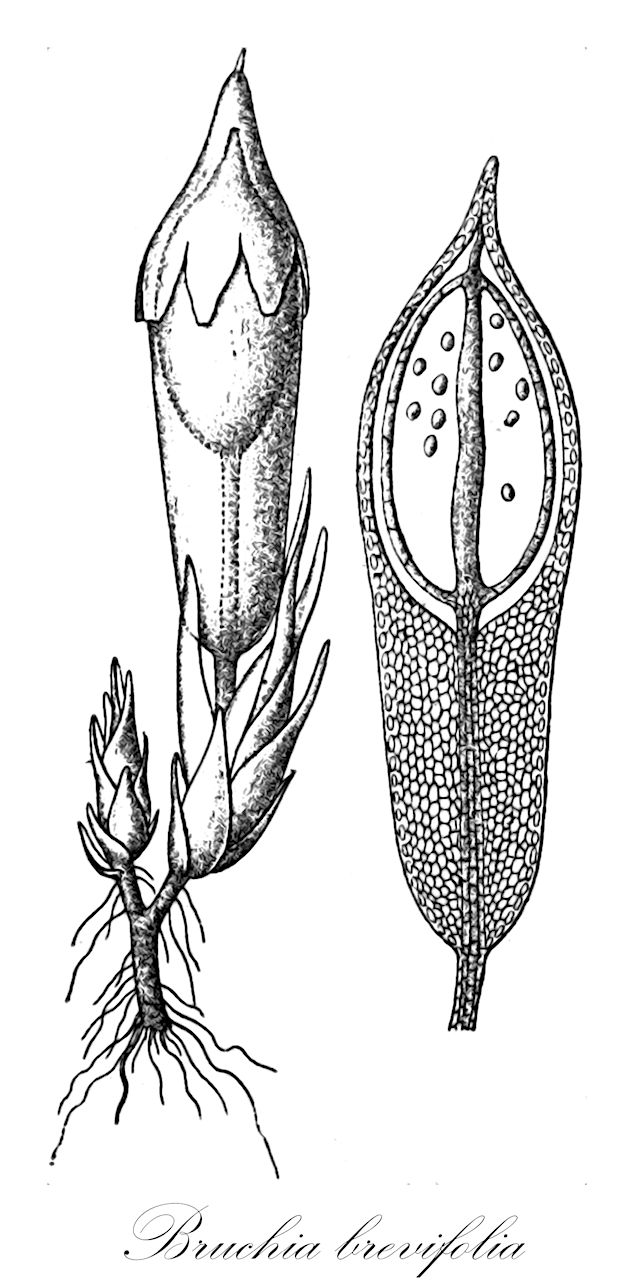 Bruchia brevifolia - Bruchiaceae,Plantae,Bryobiotina,Bryophyta,Bryopsida,Dicranidae,Bruchiales,Bruchiaceae,Bruchia,Bruchia brevifolia