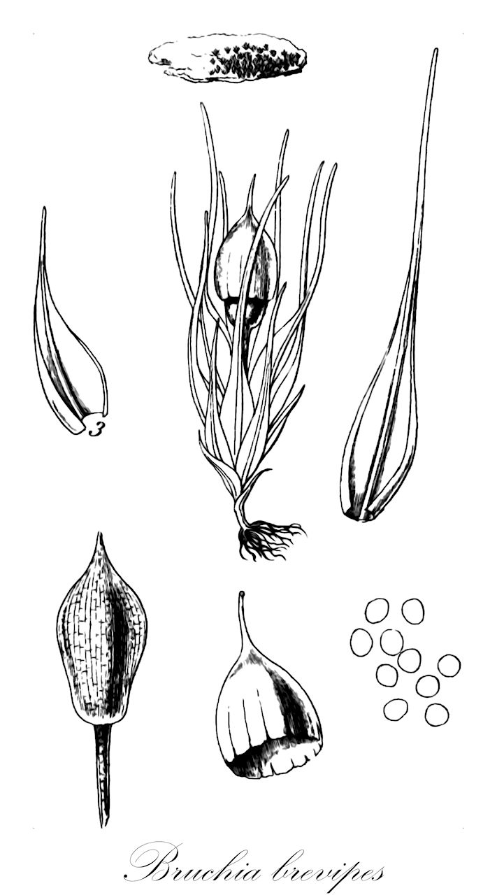 Bruchia brevipes - Bruchiaceae,Plantae,Bryobiotina,Bryophyta,Bryopsida,Dicranidae,Bruchiales,Bruchiaceae,Bruchia,Bruchia brevipes,Bruchia elegans, Phascum brevipes, Phascum elegans, Sporledera brevipes