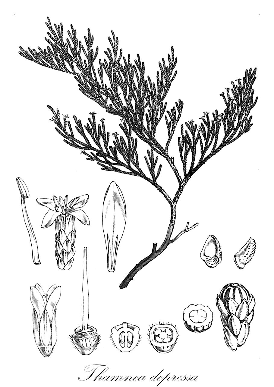 Thamnea depressa - Bruniaceae,Plantae,Pteridobiotina,Angiosperms,Bruniales,Bruniaceae,Thamnea,Thamnea depressa,Schinzafra depressa