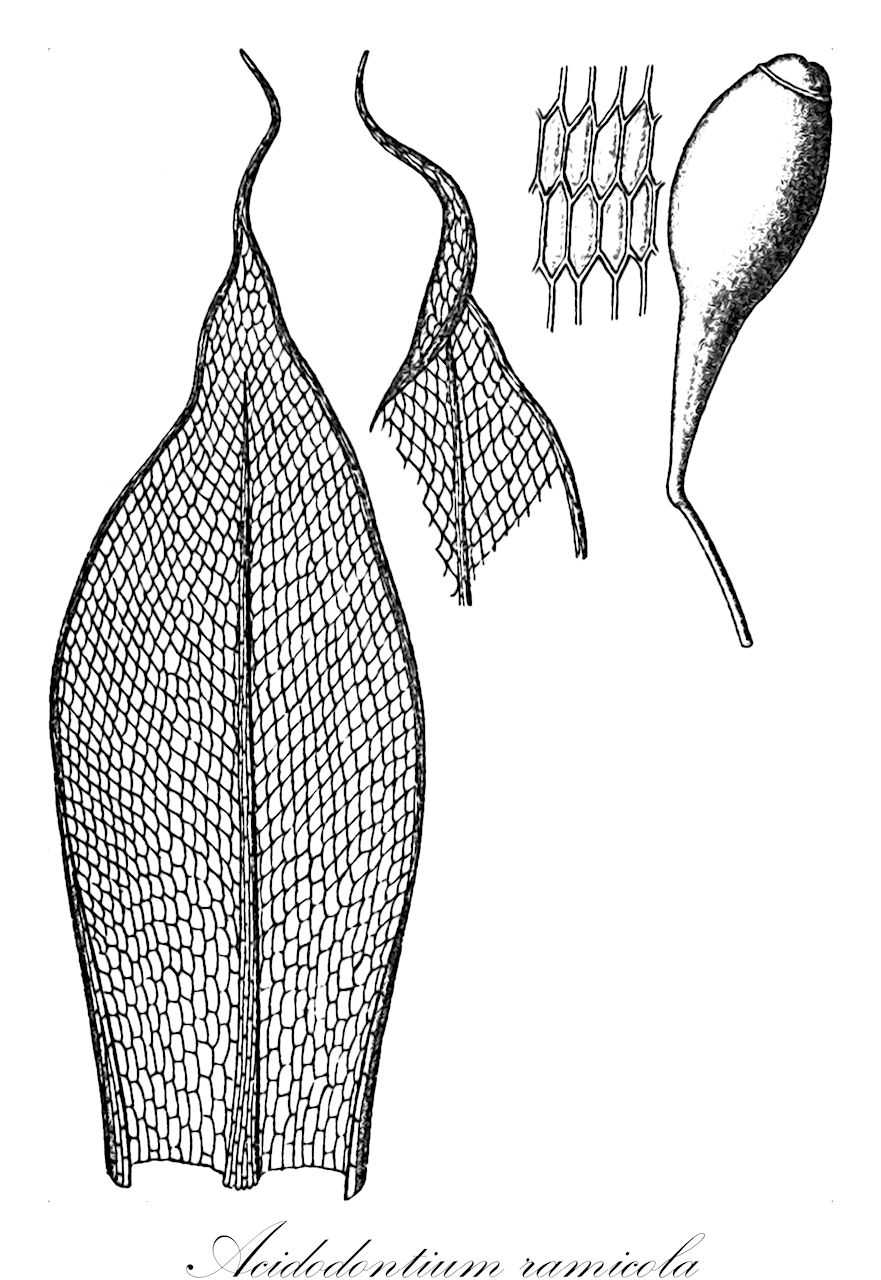 Acidodontium ramicola - Bryaceae,Plantae,Bryobiotina,Bryophyta,Bryopsida,Bryidae,Bryanae,Bryales,Bryaceae,Acidodontium,Acidodontium ramicola,Brachymenium ramicola, Bryum ramicola