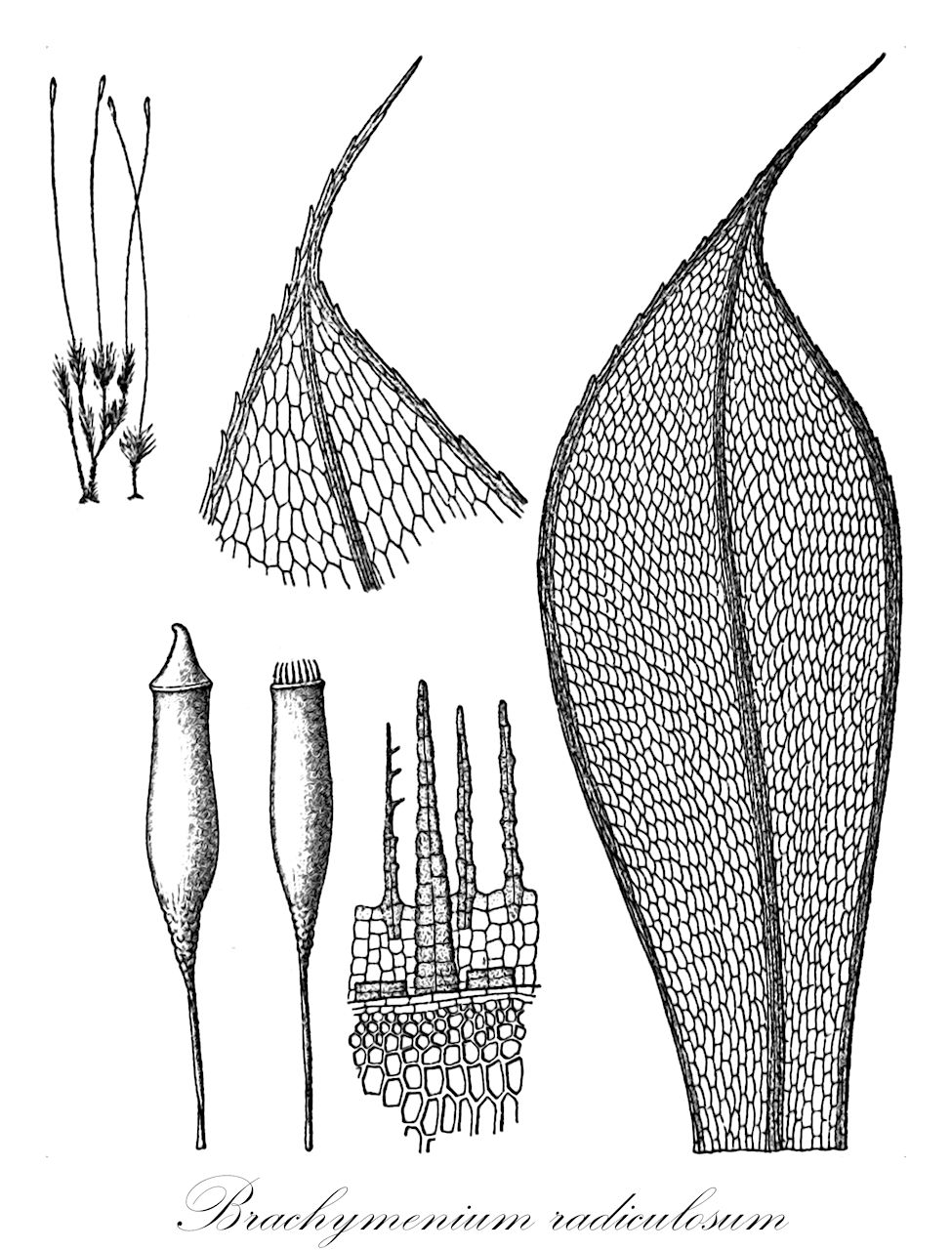 Brachymenium radiculosum - Bryaceae,Plantae,Bryobiotina,Bryophyta,Bryopsida,Bryidae,Bryanae,Bryales,Bryaceae,Brachymenium,Brachymenium radiculosum,Brachymenium brevipes, Brachymenium schenkii, Bryum peromnium, Bryum radiculosum, Peromnion radiculosum