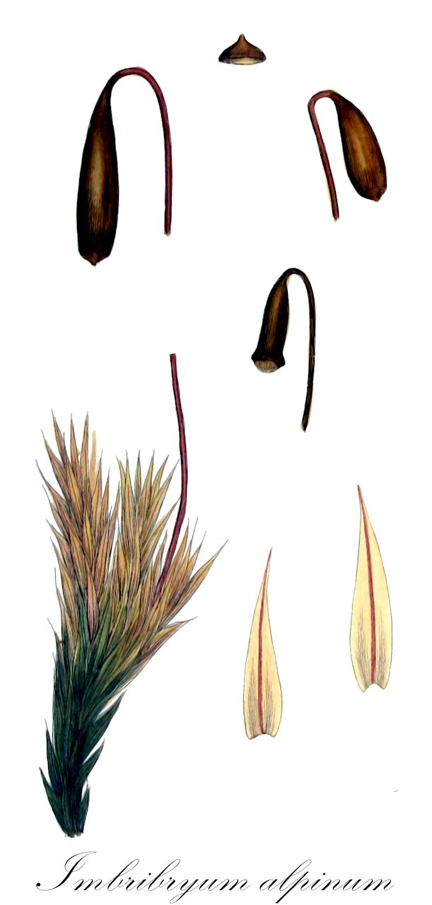 Imbribryum alpinum - Bryaceae,Plantae,Bryobiotina,Bryophyta,Bryopsida,Bryidae,Bryanae,Bryales,Bryaceae,Imbribryum,Imbribryum alpinum,Bryum afroalpinum, Bryum alpinum, Bryum alpinum f. angustifolium, Bryum alpinum f. distantifolium, Bryum alpinum f. flagelliferum, Bryum alpinum f. inundatum, Bryum alpinum f. madagassanum, Bryum alpinum f. pallidisetum, Bryum alpinum f. pellucidum, Bryum alpinum f. piliferum, Bryum alpinum f. spindleri, Bryum alpinum f. viride, Bryum alpinum subsp. atlanticum, Bryum alpinum subsp. calcigenum, Bryum alpinum subsp. henrici, Bryum alpinum subsp. laurentianum, Bryum alpinum subsp. meridionale, Bryum alpinum subsp. moldavicum, Bryum alpinum subsp. rivulare, Bryum alpinum subsp. viride, Bryum alpinum var. alpinum, Bryum alpinum var. angustifolium, Bryum alpinum var. aureonitens, Bryum alpinum var. aureum, Bryum alpinum var. cirrhatum, Bryum alpinum var. distantifolium, Bryum alpinum var. hetieri, Bryum alpinum var. hibernicum, Bryum alpinum var. inundatum, Bryum alpinum var. latifolium, Bryum alpinum var. ludwigii, Bryum alpinum var. madagassum, Bryum alpinum var. meridionale, Bryum alpinum var. moldavicum, Bryum alpinum var. opalinii, Bryum alpinum var. pallidisetum, Bryum alpinum var. pellucidum, Bryum alpinum var. piliferum, Bryum alpinum var. pseudogeheebii, Bryum alpinum var. roellii, Bryum alpinum var. velenovskyi, Bryum alpinum var. viride, Bryum atlanticum, Bryum corsicum, Bryum gemmiparum var. subalpinum, Bryum lamprocomum, Bryum laurentianum, Bryum opalinii, Bryum orientale, Bryum pallidisetum, Bryum rectitheca, Bryum rivulare, Bryum rivulare subsp. velenovskyi, Bryum spindleri, Bryum subalpinum, Bryum transvaaloalpinum, Bryum velenovskyi, Bryum wilmsii, Hypnum alpinum, Mnium alpinum, Philonotis transvaalo-alpina, Pohlia simii, Webera revoluta