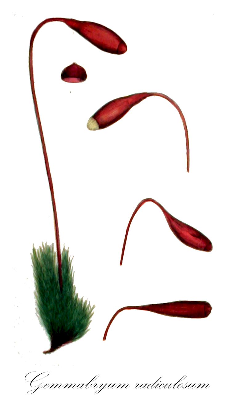 Gemmabryum radiculosum - Bryaceae,Plantae,Bryobiotina,Bryophyta,Bryopsida,Bryidae,Bryanae,Bryales,Bryaceae,Gemmabryum,Gemmabryum radiculosum,Bryum atropurpureum subsp. murale, Bryum atrovirens var. marginatum, Bryum atrovirens var. pseudomarginatum, Bryum atrovirens var. radiculosum, Bryum bicolor var. subbicolor, Bryum chungii, Bryum duriaei, Bryum erythrocarpum subsp. perssonii, Bryum erythrocarpum subsp. pseudomarginatum, Bryum erythrocarpum var. gallicum, Bryum erythrocarpum var. marginatum, Bryum erythrocarpum var. murorum, Bryum erythrocarpum var. pseudomarginatum, Bryum erythrocarpum var. radiculosum, Bryum erythrocarpum var. styriacum, Bryum fendleri, Bryum marginatum, Bryum mayebarae, Bryum murale, Bryum murale f. microsporum, Bryum murale f. splendens, Bryum murale f. stenodictyum, Bryum murale subsp. marginatum, Bryum murale subsp. pseudomarginatum, Bryum murale var. gallicum, Bryum murale var. splendens, Bryum murale var. zoddae, Bryum murorum, Bryum murorum var. gallicum, Bryum pseudomarginatum, Bryum radiculosum, Bryum sanguineum var. radiculosum, Bryum subbicolor, Bryum subcavifolium, Bryum subdecursivum, Osculatia radiculosa, Webera maderensis