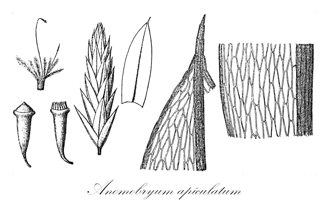 Anomobryum apiculatum - Bryaceae,Plantae,Bryobiotina,Bryophyta,Bryopsida,Bryidae,Bryanae,Bryales,Bryaceae,Anomobryum,Anomobryum apiculatum,Brachymenium wattsii, Bryum afroplumosum, Bryum allionii, Bryum alpinulum, Bryum alpinulum var. densum, Bryum alpinulum var. levieri, Bryum alteoperculatum, Bryum ambiguum, Bryum ambiguum subsp. nitens, Bryum ambiguum var. leveilleanum, Bryum ambiguum var. majus, Bryum ambiguum var. salakanum, Bryum apiculatum, Bryum areoblastum, Bryum baileyi, Bryum bescherellei, Bryum brassii, Bryum cavifolium, Bryum convolutifolium, Bryum convolutifolium, Bryum cruegeri, Bryum erythropus, Bryum fragiferum, Bryum fragiferum var. angustifolium, Bryum ghatense, Bryum ghatense var. satarense, Bryum incomptum, Bryum kurandae, Bryum laetenitens, Bryum lanceolifolium, Bryum landii, Bryum lansbergii, Bryum leveilleanum, Bryum lindmannianum, Bryum macroblastum, Bryum naviculare, Bryum nitens, Bryum ocabiense, Bryum orthophyllum, Bryum ovalifolium, Bryum pachypoma, Bryum pachypomatulum, Bryum paulense, Bryum perramosum, Bryum pertenue, Bryum pertriste, Bryum plumosum, Bryum plumosum var. leveilleanum, Bryum plumosum var. majus, Bryum pomoniae, Bryum porphyroneuron, Bryum porphyroneuron subsp. erythropus, Bryum porphyroneuron var. majus, Bryum raunkiaerii, Bryum ripense, Bryum rodriguezii, Bryum rubridens, Bryum rubrifolium, Bryum sabulosum, Bryum samoanum, Bryum sintensii, Bryum subpachypoma, Bryum subplumosum, Bryum triste, Bryum weberaceum, Bryum weberaeforme, Gemmabryum apiculatum, Osculatia apiculata, Pohlia apiculata, Pohlia cruegeri, Pohlia saxensis, Webera saxensis