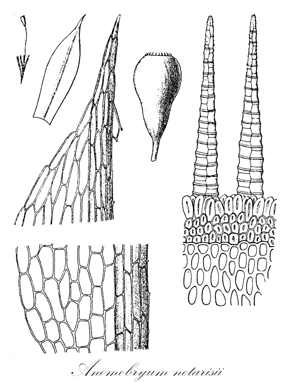 Anomobryum notarisii - Bryaceae,Plantae,Bryobiotina,Bryophyta,Bryopsida,Bryidae,Bryanae,Bryales,Bryaceae,Anomobryum,Anomobryum notarisii,Brachymenium notarisii, Bryum alpinulum var. latinerve, Bryum notarisii, Haplodontium notarisii, Mielichhoferia crassinervia, Mielichhoferia notarisii