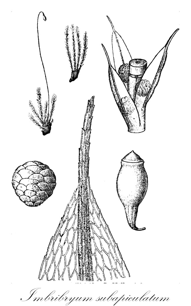 Imbribryum subapiculatum - Bryaceae,Plantae,Bryobiotina,Bryophyta,Bryopsida,Bryidae,Bryanae,Bryales,Bryaceae,Imbribryum,Imbribryum subapiculatum,Bryum atrovirens var. meylanii, Bryum caespiticioides, Bryum chrysoblastum, Bryum dentiferum, Bryum erythrocarpum subsp. limbatum, Bryum erythrocarpum var. hegelmaieri, Bryum erythrocarpum var. limbatum, Bryum erythrocarpum var. meylanii, Bryum erythrocarpum var. osterwaldii, Bryum erythrocarpum var. pulchellum, Bryum erythrocarpum var. robustum, Bryum erythrocarpum var. septentrionale, Bryum erythrocarpum var. turfaceum, Bryum gedeanum, Bryum gracillimum, Bryum kermesinum, Bryum mac-leanum, Bryum microerythrocarpum, Bryum micropendulum, Bryum oncophorum, Bryum radiculosum f. hegelmaieri, Bryum radiculosum var. hegelmaieri, Bryum rubrinerve, Bryum subapiculatum, Bryum tryonii, Bryum valenciae, Bryum zuluense, Gemmabryum subapiculatum, Imbribryum microerythrocarpum, Osculatia subapiculata, Pohlia gedeana