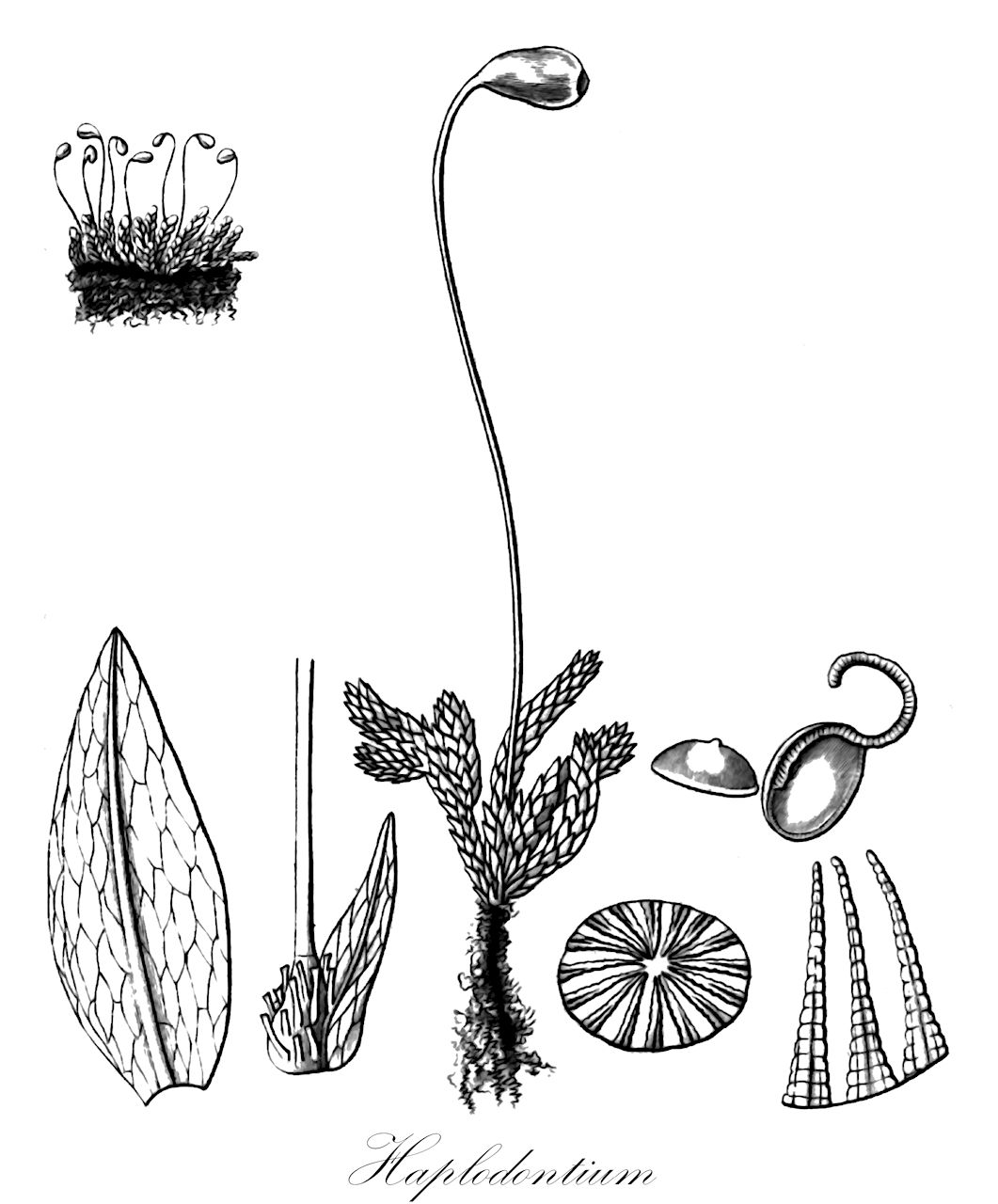 Haplodontium - Bryaceae,Plantae,Bryobiotina,Bryophyta,Bryopsida,Bryidae,Bryanae,Bryales,Bryaceae,Haplodontium,Pleurogonium