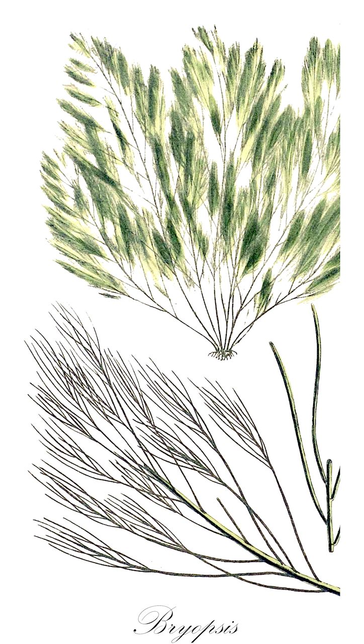 Bryopsis - Bryopsidaceae,Biota,Plantae,Chlorophyta,Chlorophytina,Ulvophyceae,Bryopsidales,Bryopsidaceae,Bryopsis