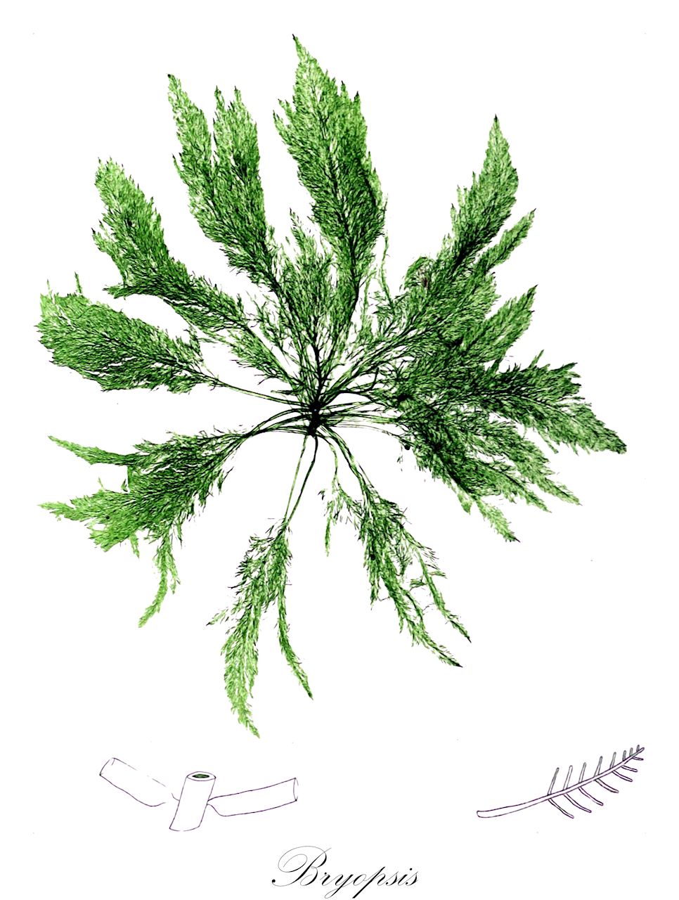 Bryopsis - Bryopsidaceae,Biota,Plantae,Chlorophyta,Chlorophytina,Ulvophyceae,Bryopsidales,Bryopsidaceae,Bryopsis