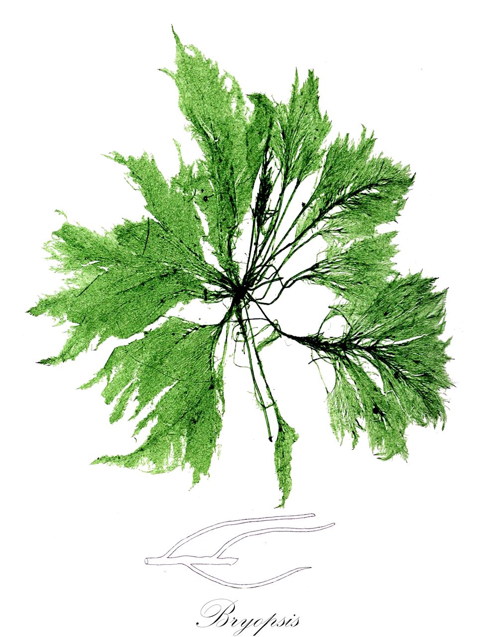 Bryopsis - Bryopsidaceae,Biota,Plantae,Chlorophyta,Chlorophytina,Ulvophyceae,Bryopsidales,Bryopsidaceae,Bryopsis