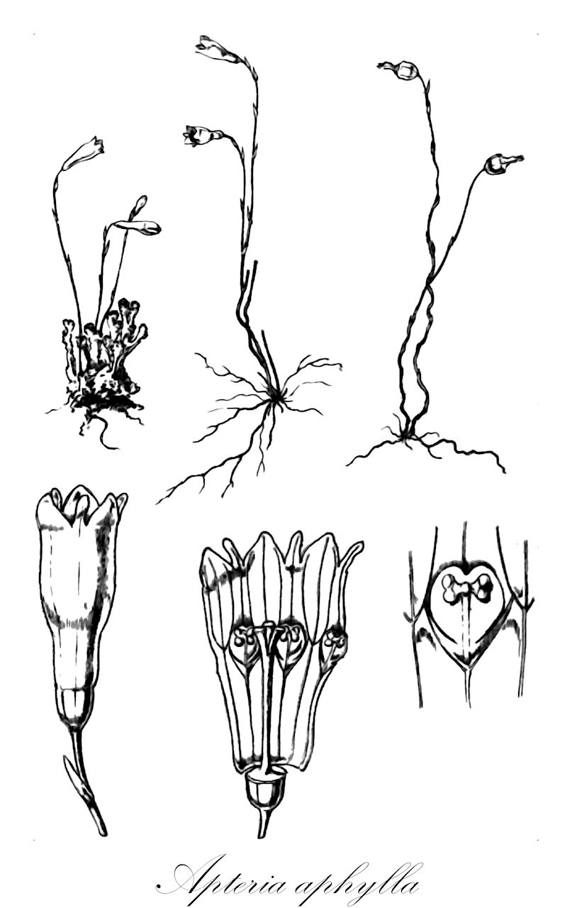 Apteria aphylla - Burmanniaceae,Plantae,Pteridobiotina,Angiosperms,Dioscoreales,Burmanniaceae,Apteria,Apteria aphylla,Apteria aphylla var. hymenanthera, Apteria boliviana, Apteria gentianoides, Apteria hymenanthera, Apteria hymenanthera f. decolorata, Apteria lilacina, Apteria setacea, Apteria setacea var. major, Apteria ulei, Lobelia aphylla, Monostychosepalum monanthum, Nemitis setacea, Stemoptera lilacina,nodding-nixie