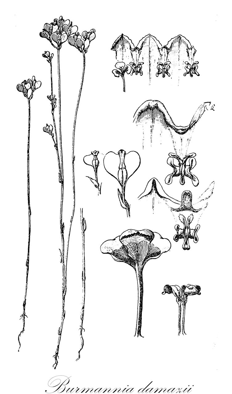Burmannia damazii - Burmanniaceae,Plantae,Pteridobiotina,Angiosperms,Dioscoreales,Burmanniaceae,Burmannia,Burmannia damazii