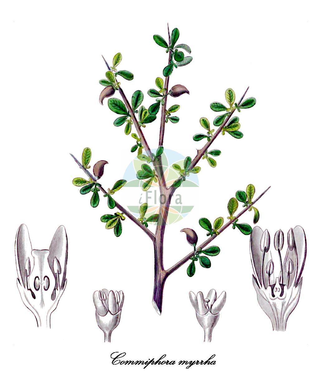 Commiphora myrrha - Burseraceae,Plantae,Pteridobiotina,Angiosperms,Sapindales,Burseraceae,Commiphora,Commiphora myrrha,Balsamea myrrha, Balsamea myrrha, Balsamea playfairii, Balsamodendrum myrrha, Balsamodendrum simplicifolium, Commiphora coriacea, Commiphora cuspidata, Commiphora habessinica var. grossedentata, Commiphora molmol, Commiphora myrrha var. molmol, Commiphora playfairii var. benadirensis, Commiphora rivae, Commiphora simplicifolia,Myrrhe;Echte Myrrhe;Myrrhenbaum