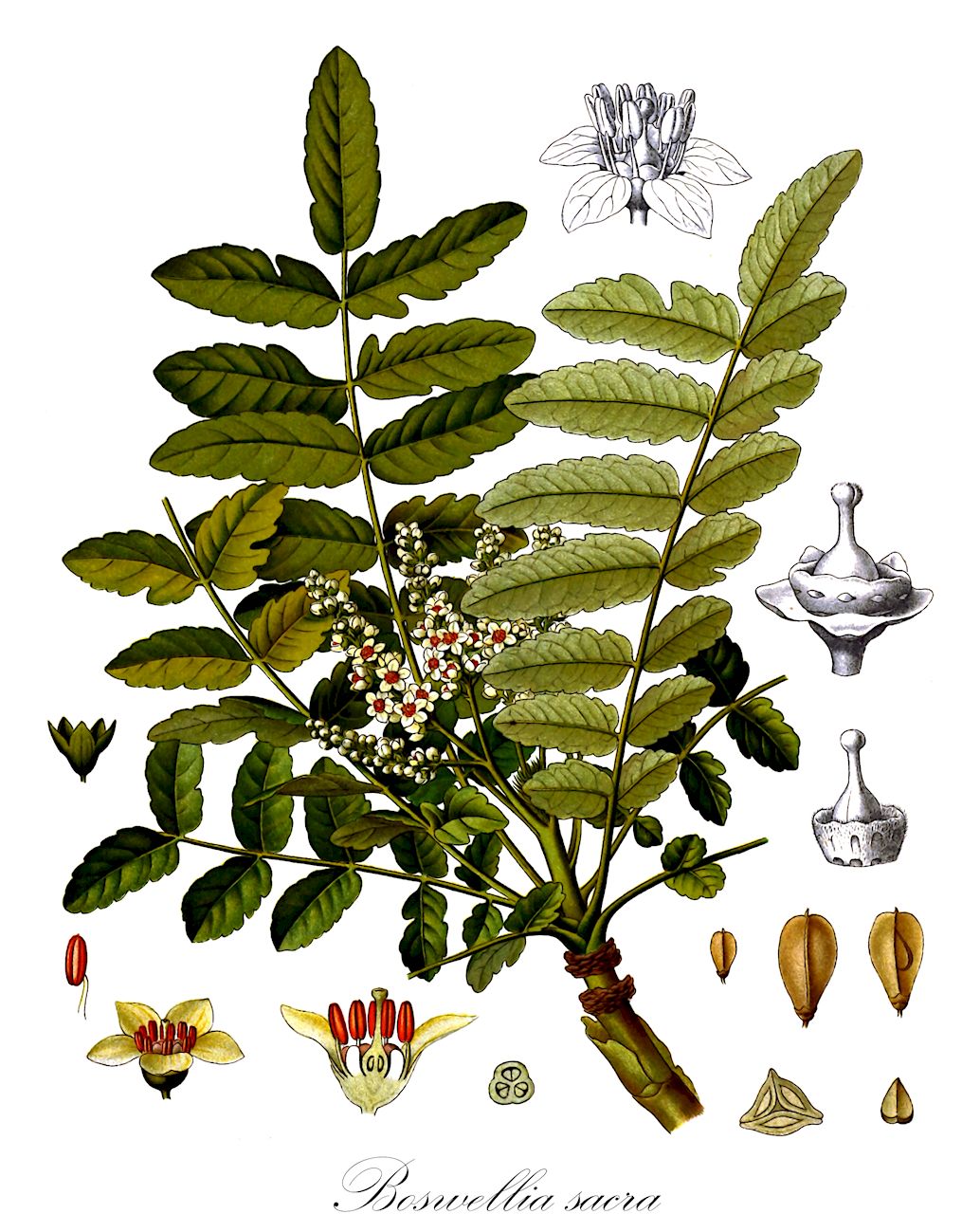Boswellia sacra - Burseraceae,Plantae,Pteridobiotina,Angiosperms,Sapindales,Burseraceae,Boswellia,Boswellia sacra,Boswellia bhaw-dajiana, Boswellia bhaw-dajiana var. serrulata, Boswellia carteri, Boswellia carteri var. subintegra, Boswellia carteri var. undulatocrenata, Boswellia undulatocrenata, Boswellia undulato-crenata,Arabischer Weihrauch;Olibanum;Somalischer Weihrauch;Weihrauchbaum