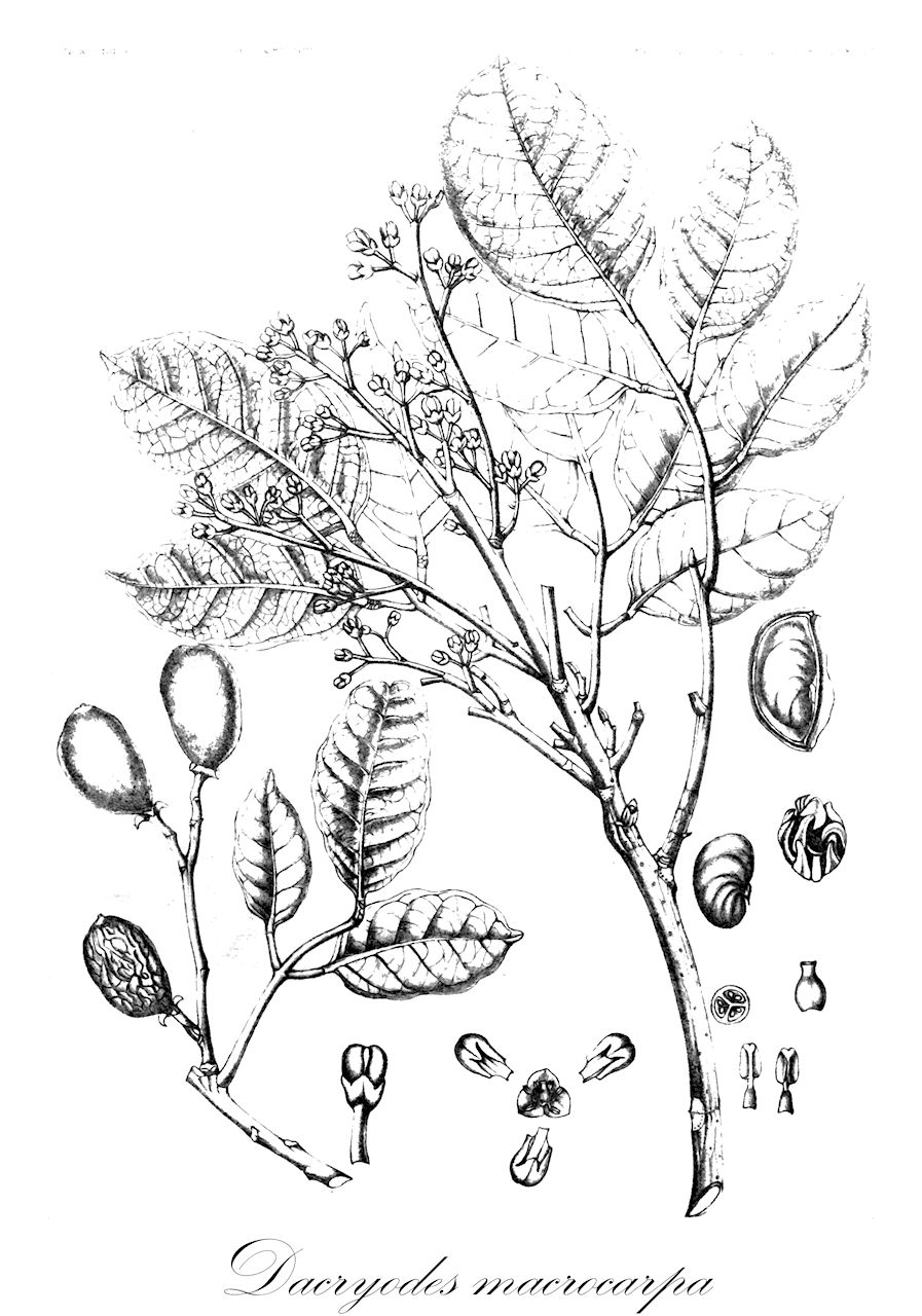 Dacryodes macrocarpa - Burseraceae,Santiria macrocarpa,Plantae,Pteridobiotina,Angiosperms,Sapindales,Burseraceae,Dacryodes,Dacryodes macrocarpa