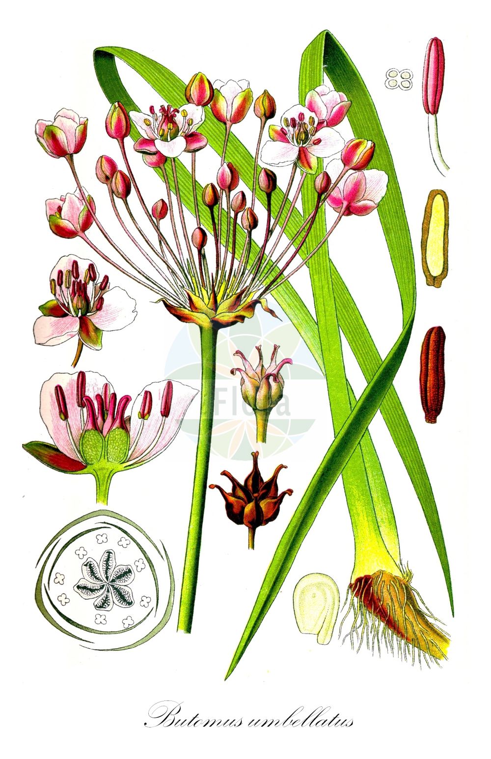 Butomus umbellatus - Butomaceae,Plantae,Pteridobiotina,Angiosperms,Alismatales,Butomaceae,Butomus,Butomus umbellatus,Butomus caesalpini, Butomus floridus, Butomus scutariensis, Butomus umbellatus f. albiflorus, Butomus umbellatus f. minor, Butomus umbellatus f. natans, Butomus umbellatus f. submersus, Butomus umbellatus f. terrestris, Butomus umbellatus f. umbellatus, Butomus umbellatus var. minor, Butomus umbellatus var. parviflorus, Butomus umbellatus var. scutariensis, Butomus umbellatus var. vallisneriifolia, Butomus umbellatus var. vallisneriifolius, Butomus vulgaris,Schwanenblume;Wasserliesch;Wasserviole;Blumenbinse;flowering-rush;Butome en ombelle;Jonc fleuri;jonc de rivière;junco florido;llinassa;Giunco fiorito;butomo;biodo;giunco biodo;zwanenbloem;junco-florido;butomo;сусак зонтичный;bataklıkgülü;bliqën;bliqini;hudhra ujëse;jonc florit;štitasti vodoljub;blomvass;brudelys;łączeń baldaszkowy;kobulasta vodoljuba;virágkáka;šmel okoličnatý;crin de baltă;roşăţea;okrasa okolíkatá;šmel okolíkatý;сусак зонтичний;водолюба;сенников водолюб;harilik luigelill;čemurainais puķumeldrs;brudelys;sarjarimpi;штитасти срчак;botzitz sochechani;בּוֹצִיץ סוֹכְכָנִי;skėtinis bėžis;βούτομο;huā lìn shǔ;花蔺属