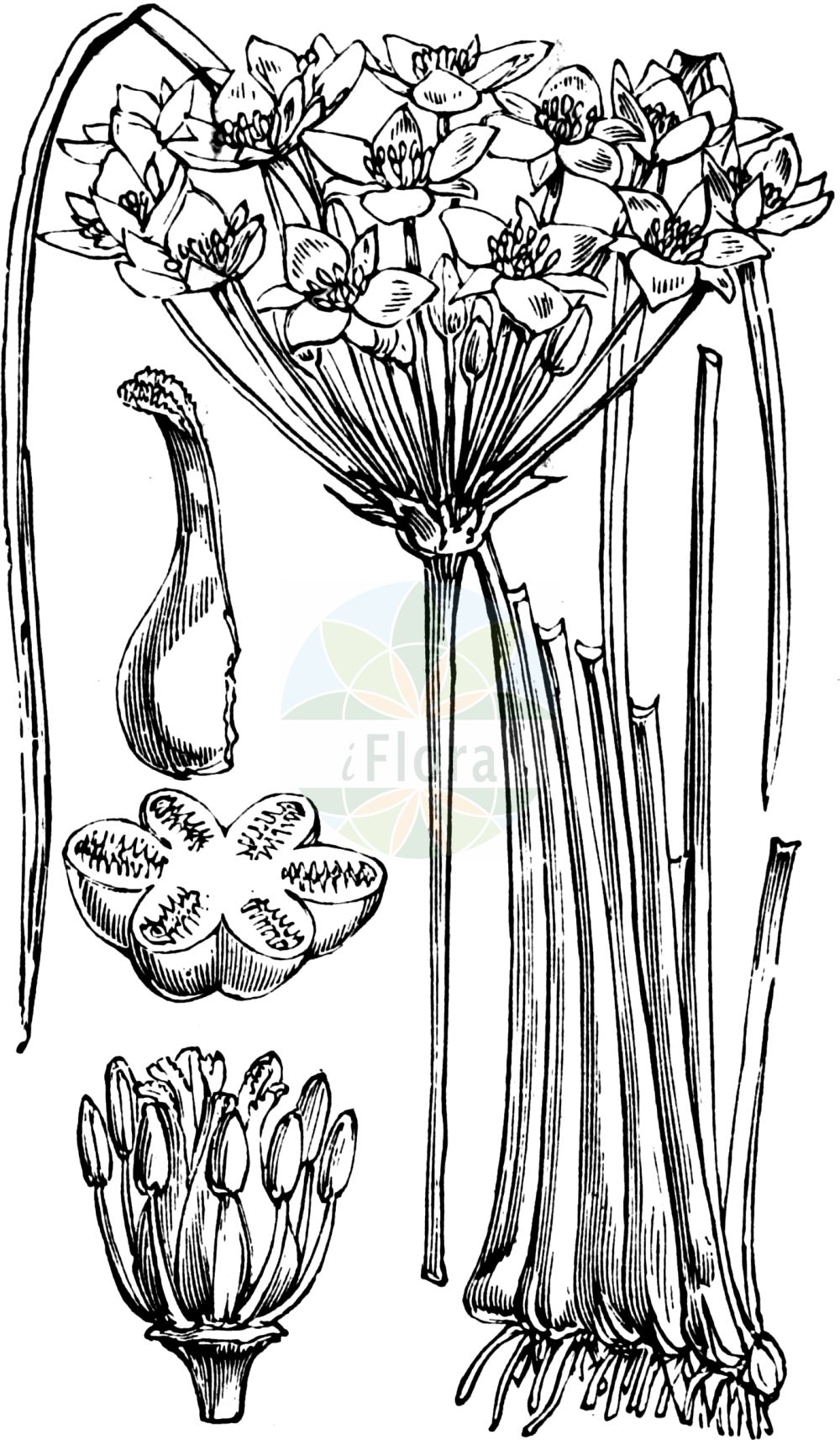 Butomus umbellatus - Butomaceae,Plantae,Pteridobiotina,Angiosperms,Alismatales,Butomaceae,Butomus,Butomus umbellatus,Butomus caesalpini, Butomus floridus, Butomus scutariensis, Butomus umbellatus f. albiflorus, Butomus umbellatus f. minor, Butomus umbellatus f. natans, Butomus umbellatus f. submersus, Butomus umbellatus f. terrestris, Butomus umbellatus f. umbellatus, Butomus umbellatus var. minor, Butomus umbellatus var. parviflorus, Butomus umbellatus var. scutariensis, Butomus umbellatus var. vallisneriifolia, Butomus umbellatus var. vallisneriifolius, Butomus vulgaris,Schwanenblume;Wasserliesch;Wasserviole;Blumenbinse;flowering-rush;Butome en ombelle;Jonc fleuri;jonc de rivière;junco florido;llinassa;Giunco fiorito;butomo;biodo;giunco biodo;zwanenbloem;junco-florido;butomo;сусак зонтичный;bataklıkgülü;bliqën;bliqini;hudhra ujëse;jonc florit;štitasti vodoljub;blomvass;brudelys;łączeń baldaszkowy;kobulasta vodoljuba;virágkáka;šmel okoličnatý;crin de baltă;roşăţea;okrasa okolíkatá;šmel okolíkatý;сусак зонтичний;водолюба;сенников водолюб;harilik luigelill;čemurainais puķumeldrs;brudelys;sarjarimpi;штитасти срчак;botzitz sochechani;בּוֹצִיץ סוֹכְכָנִי;skėtinis bėžis;βούτομο;huā lìn shǔ;花蔺属
