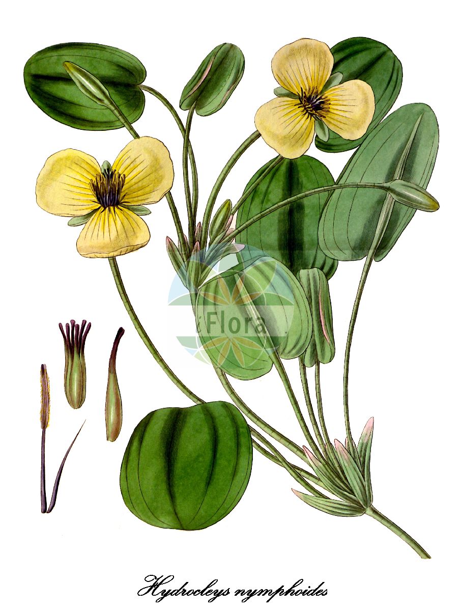 Hydrocleys nymphoides - Alismataceae,Plantae,Pteridobiotina,Angiosperms,Alismatales,Alismataceae,Hydrocleys,Hydrocleys nymphoides,Hydrocleys azurea, Hydrocleys commersonii, Hydrocleys humboldtii, Limnocharis commersonii, Limnocharis humboldtii, Limnocharis nymphoides, Sagittaria ranunculoides, Stratiotes nymphoides, Vespuccia humboldtii,Wassermohn;water-poppy;hydrocléide commune;casave comun;casave común;idrocleide