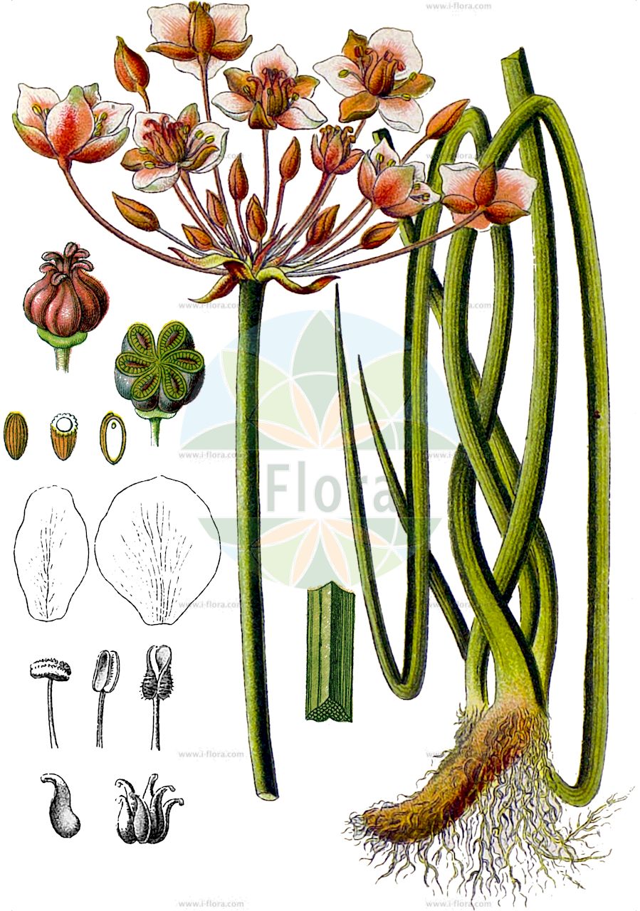 Butomus umbellatus - Butomaceae,Plantae,Pteridobiotina,Angiosperms,Alismatales,Butomaceae,Butomus,Butomus umbellatus,Butomus caesalpini, Butomus floridus, Butomus scutariensis, Butomus umbellatus f. albiflorus, Butomus umbellatus f. minor, Butomus umbellatus f. natans, Butomus umbellatus f. submersus, Butomus umbellatus f. terrestris, Butomus umbellatus f. umbellatus, Butomus umbellatus var. minor, Butomus umbellatus var. parviflorus, Butomus umbellatus var. scutariensis, Butomus umbellatus var. vallisneriifolia, Butomus umbellatus var. vallisneriifolius, Butomus vulgaris,Schwanenblume;Wasserliesch;Wasserviole;Blumenbinse;flowering-rush;Butome en ombelle;Jonc fleuri;jonc de rivière;junco florido;llinassa;Giunco fiorito;butomo;biodo;giunco biodo;zwanenbloem;junco-florido;butomo;сусак зонтичный;bataklıkgülü;bliqën;bliqini;hudhra ujëse;jonc florit;štitasti vodoljub;blomvass;brudelys;łączeń baldaszkowy;kobulasta vodoljuba;virágkáka;šmel okoličnatý;crin de baltă;roşăţea;okrasa okolíkatá;šmel okolíkatý;сусак зонтичний;водолюба;сенников водолюб;harilik luigelill;čemurainais puķumeldrs;brudelys;sarjarimpi;штитасти срчак;botzitz sochechani;בּוֹצִיץ סוֹכְכָנִי;skėtinis bėžis;βούτομο;huā lìn shǔ;花蔺属