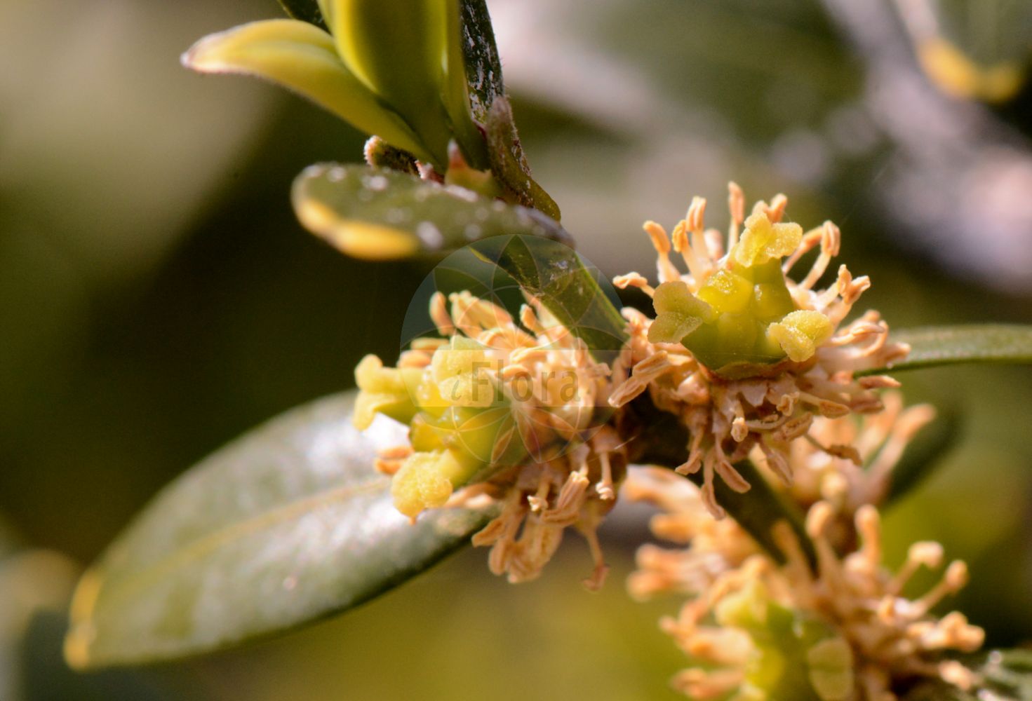 Buxus sempervirens - Buxaceae,Plantae,Pteridobiotina,Angiosperms,Buxales,Buxaceae,Buxus,Buxus sempervirens,Buxus angustifolia, Buxus arborescens, Buxus argentea, Buxus aurea, Buxus caucasica, Buxus colchica, Buxus crispa, Buxus cucullata, Buxus elegantissima, Buxus fruticosa, Buxus handsworthii, Buxus hyrcana, Buxus macrophylla, Buxus marginata, Buxus mucronata, Buxus myrtifolia, Buxus rosmarinifolia, Buxus salicifolia, Buxus sempervirens subsp. hyrcana, Buxus sempervirens var. angustifolia, Buxus sempervirens var. arborescens, Buxus sempervirens var. grandifolia, Buxus sempervirens var. myrtifolia, Buxus sempervirens var. rosmarinifolium, Buxus sempervirens var. rotundifolia, Buxus sempervirens var. suffruticosa, Buxus suffruticosa, Buxus tenuifolia, Buxus variegata, Buxus vulgaris,Buchsbaum;Immergrüner Buchsbaum;Immergrüner Buchs;Gewöhnlicher Buchsbaum;Buchs;box;boxwood;common box;Buis;buis commun;bois bénit;bois béni;bois d'Artois;buis toujours vert;guézette;ozanne;boj;bucho;buixo;buxaco;buxaquera;buxicallo;buxo;Bosso comune;bosso;bossolo;mortella;gewoon palmboompje;boompjeboje;buxo;buxo-arbóreo;buxo-comum;olho-de-gato;şimşir;bush;boix;boix comú;vazdazeleni šimšir;buxbom;bukszpan wiecznie zielony;bukszpan zwyczajny;navadni pušpan;örökzöld puszpáng;zimostráz vždyzelený;cimişir;krušpán vždyzelený;самшит вічнозелений
