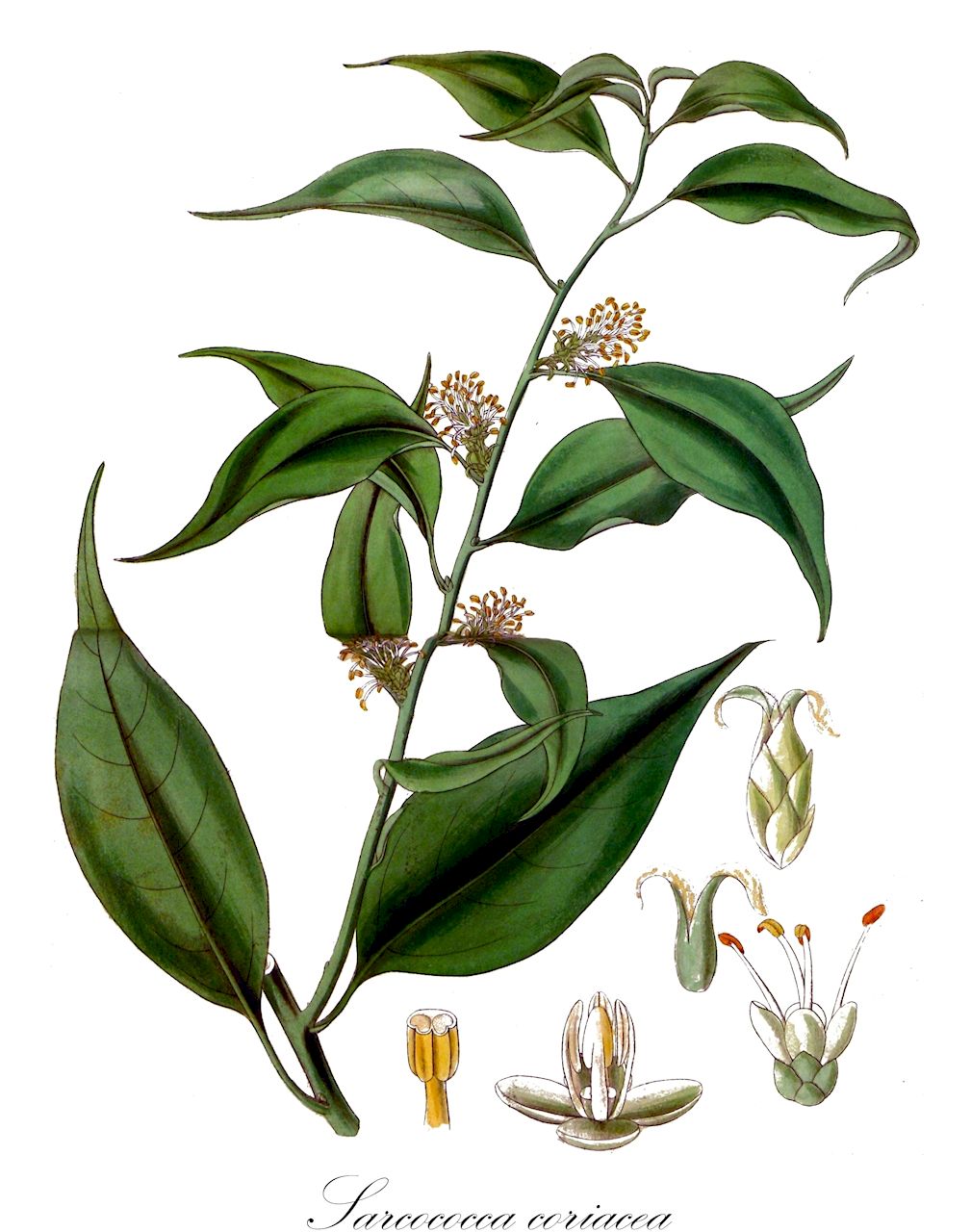 Sarcococca coriacea - Buxaceae,Plantae,Pteridobiotina,Angiosperms,Buxales,Buxaceae,Sarcococca,Sarcococca coriacea