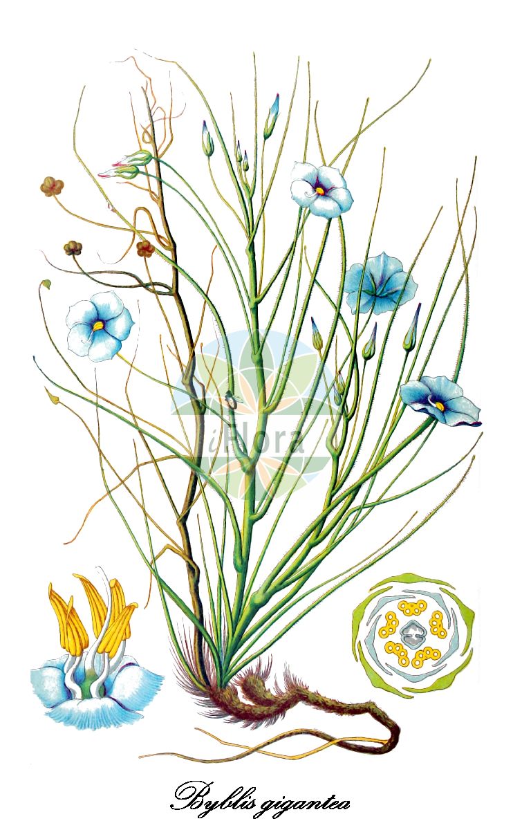 Historische Abbildung von Byblis gigantea. Das Bild zeigt Blatt, Bluete, Frucht und Same. ---- Historical Drawing of Byblis gigantea. The image is showing leaf, flower, fruit and seed.(Byblis gigantea,Byblis,Byblidaceae,Blatt,Bluete,Frucht,Same,leaf,flower,fruit,seed,Gartenflora (1902))