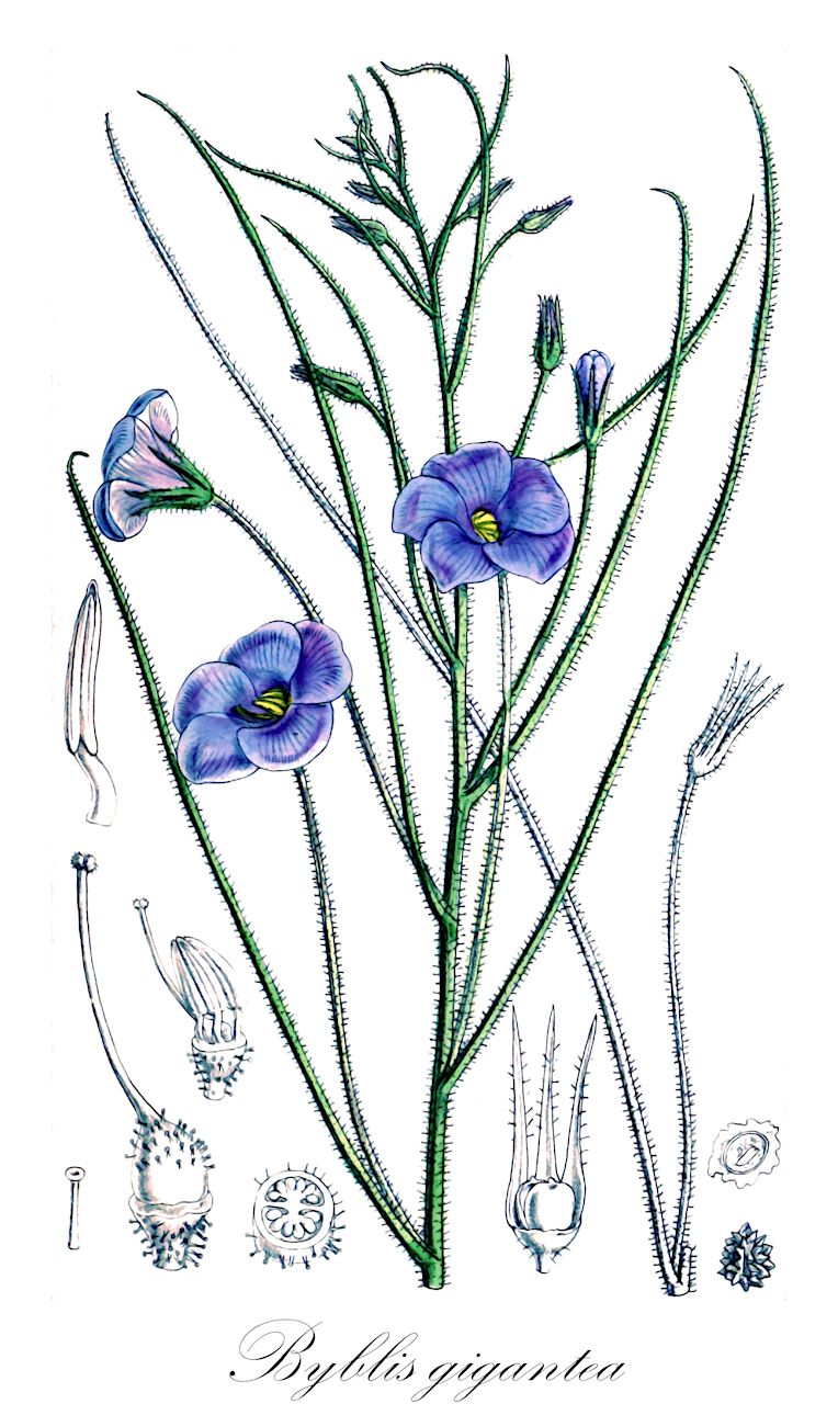 Byblis gigantea - Byblidaceae,Plantae,Pteridobiotina,Angiosperms,Lamiales,Byblidaceae,Byblis,Byblis gigantea,Byblis lindleyana
