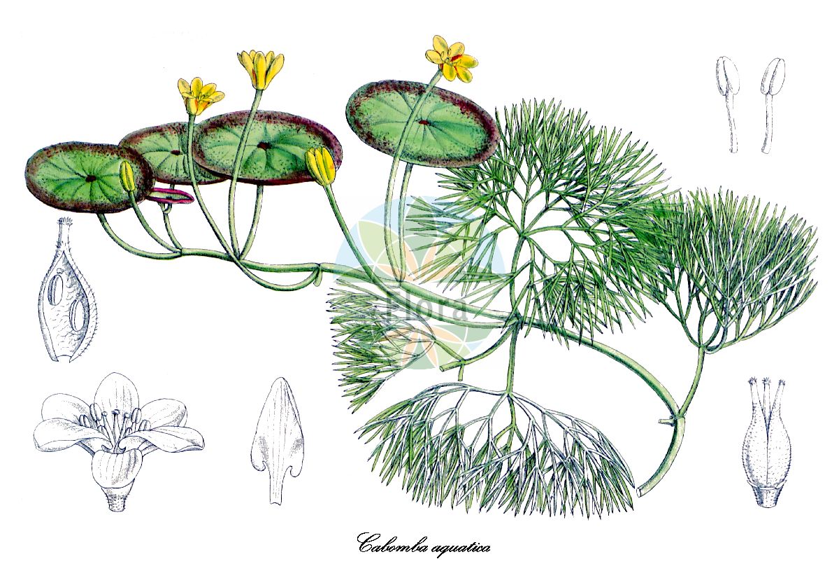 Cabomba aquatica - Cabombaceae,Plantae,Pteridobiotina,Angiosperms,Nymphaeales,Cabombaceae,Cabomba,Cabomba aquatica,Cabomba aubletii, Nectris aquatica, Nectris peltata