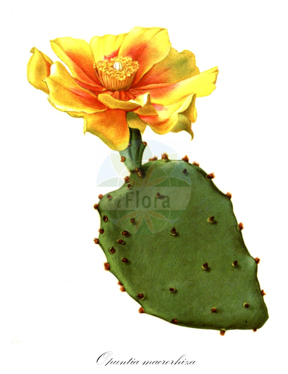 Opuntia macrorhiza - Cactaceae,Plantae,Pteridobiotina,Angiosperms,Caryophyllales,Cactaceae,Opuntia,Opuntia macrorhiza,Cactus tuberculatus, Opuntia compressa var. fuscoatra, Opuntia compressa var. macrorhiza, Opuntia compressa var. stenochila, Opuntia fuscoatra, Opuntia fusiformis, Opuntia grandiflora, Opuntia greenei, Opuntia leptocarpa, Opuntia loomisii, Opuntia macrorhiza subsp. macrorhiza, Opuntia macrorhiza var. grandiflora, Opuntia macrorhiza var. greenii, Opuntia macrorhiza var. macrorhiza, Opuntia mesacantha var. grandiflora, Opuntia mesacantha var. greenii, Opuntia mesacantha var. macrorhiza, Opuntia mesacantha var. oplocarpa, Opuntia mesacantha var. stenochila, Opuntia rafinesquei f. oplocarpa, Opuntia rafinesquei var. fusiformis, Opuntia rafinesquei var. grandiflora, Opuntia roseana, Opuntia seguina, Opuntia sphaerocarpa, Opuntia stenochila, Opuntia tuberculata, Opuntia xanthoglochia,Zarter Feigenkaktus;plains pricklypear;western pricklypear;delicate prickly pear;plains prickly pear;pott's prickly pear;starvation prickly pear;tuberous-rooted prickly pear;twist-spine prickly pear;опунция крупнокорневая