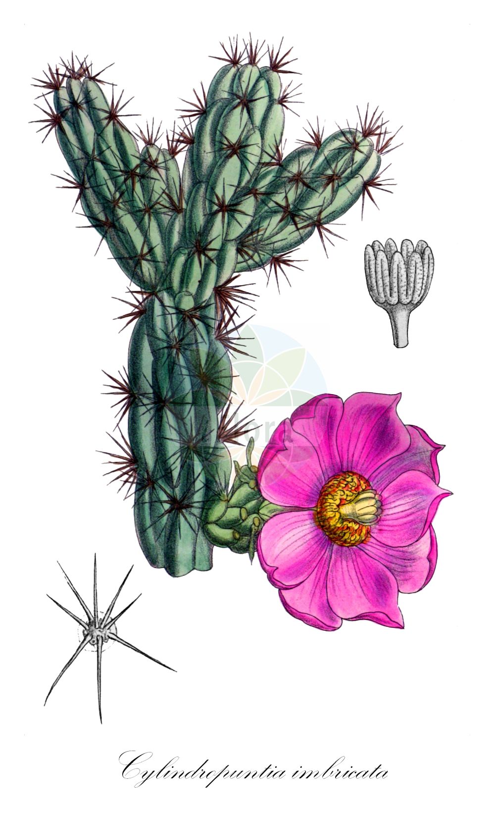 Cylindropuntia imbricata - Cactaceae,Plantae,Pteridobiotina,Angiosperms,Caryophyllales,Cactaceae,Cylindropuntia,Cylindropuntia imbricata,Cactus bleo, Cactus cylindricus, Cactus imbricatus, Cereus imbricatus, Cereus imbricatus, Cylindropuntia arborescens, Cylindropuntia imbricata var. arborescens, Cylindropuntia imbricata var. imbricata, Grusonia imbricata, Opuntia arborescens, Opuntia costigera, Opuntia cristata, Opuntia decipiens, Opuntia exuviata, Opuntia exuviata var. stellata, Opuntia exuviatostellata, Opuntia galeottii, Opuntia imbricata, Opuntia imbricata var. arborescens, Opuntia imbricata var. ramosior, Opuntia imbricata var. tenuior, Opuntia magna, Opuntia ruthei, Opuntia stellata, Opuntia vexans,Dachziegelartiger Feigenkaktus;Baum-Feigenkaktus;tree cholla;coyonostyle;Oponce arborescente;figuier de Barbarie;oponce arbustive;cholla;Fico d'India arborescente;опунция черепитчатая