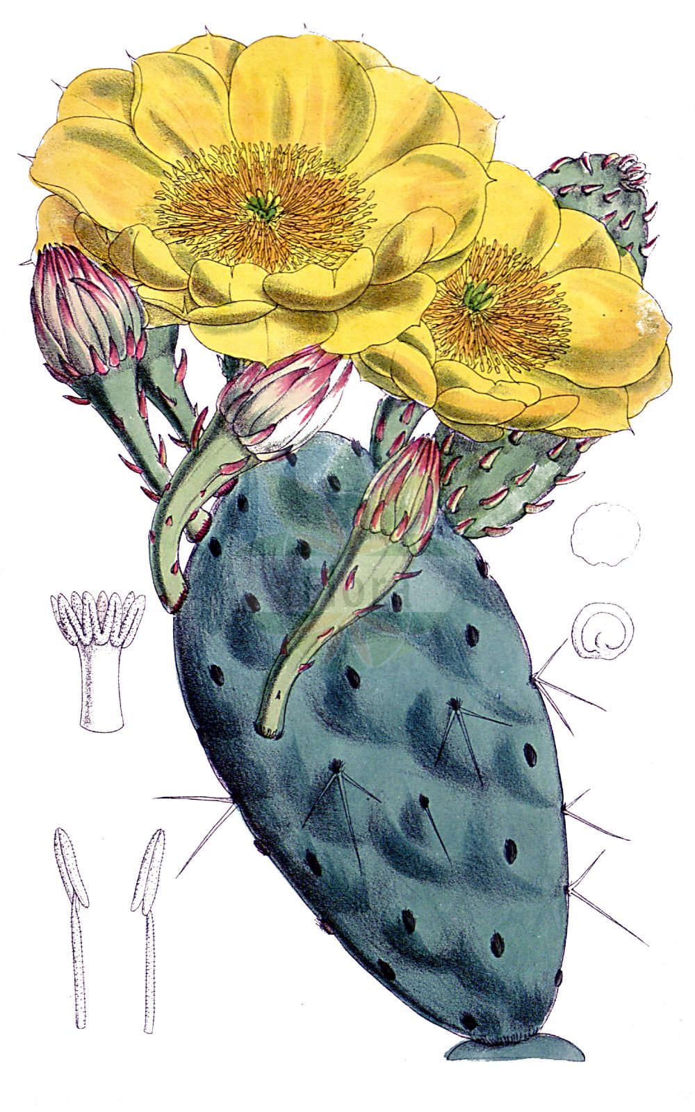 Opuntia humifusa - Cactaceae,Plantae,Pteridobiotina,Angiosperms,Caryophyllales,Cactaceae,Opuntia,Opuntia humifusa,Cactus humifusus, Cactus italicus, Cactus italicus, Cactus opuntia var. vulgaris, Opuntia allairei, Opuntia calcicola, Opuntia compressa var. allairei, Opuntia compressa var. humifusa, Opuntia humifusa subsp. humifusa, Opuntia humifusa var. humifusa, Opuntia intermedia, Opuntia intermedia var. prostrata, Opuntia italica, Opuntia prostrata, Opuntia rafinesquei, Opuntia rafinesquei var. parva, Opuntia rafinesquiana, Opuntia rubiflora, Opuntia vulgaris, Opuntia vulgaris var. major, Opuntia vulgaris var. media, Platyopuntia vulgaris,Gewöhnlicher Feigenkaktus;Niederliegender Feigenkaktus;Gemeiner Feigenkaktus;eastern pricklypear;eastern prickly pear;low prickly pear;prostrate cactus;spreading prickly pear;devil's-tongue;Figuier d'Inde;Oponce commune;cactus raquette;cierge oponce;oponce vulgaire;Fico d'India nano;опунция распростёртая;опунция стелющаяся;smokva indianska