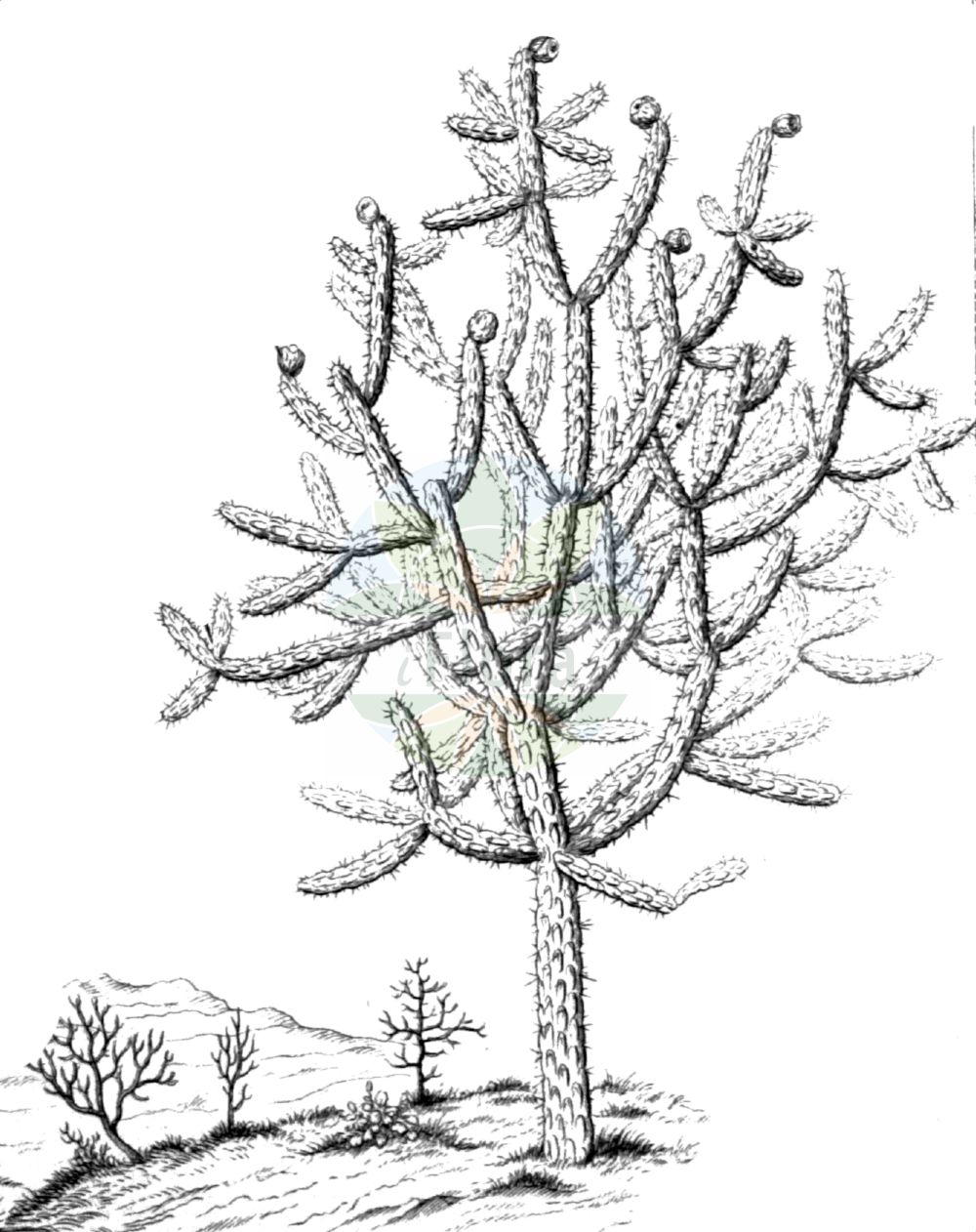 Cylindropuntia imbricata - Cactaceae,Plantae,Pteridobiotina,Angiosperms,Caryophyllales,Cactaceae,Cylindropuntia,Cylindropuntia imbricata,Cactus bleo, Cactus cylindricus, Cactus imbricatus, Cereus imbricatus, Cereus imbricatus, Cylindropuntia arborescens, Cylindropuntia imbricata var. arborescens, Cylindropuntia imbricata var. imbricata, Grusonia imbricata, Opuntia arborescens, Opuntia costigera, Opuntia cristata, Opuntia decipiens, Opuntia exuviata, Opuntia exuviata var. stellata, Opuntia exuviatostellata, Opuntia galeottii, Opuntia imbricata, Opuntia imbricata var. arborescens, Opuntia imbricata var. ramosior, Opuntia imbricata var. tenuior, Opuntia magna, Opuntia ruthei, Opuntia stellata, Opuntia vexans,Dachziegelartiger Feigenkaktus;Baum-Feigenkaktus;tree cholla;coyonostyle;Oponce arborescente;figuier de Barbarie;oponce arbustive;cholla;Fico d'India arborescente;опунция черепитчатая