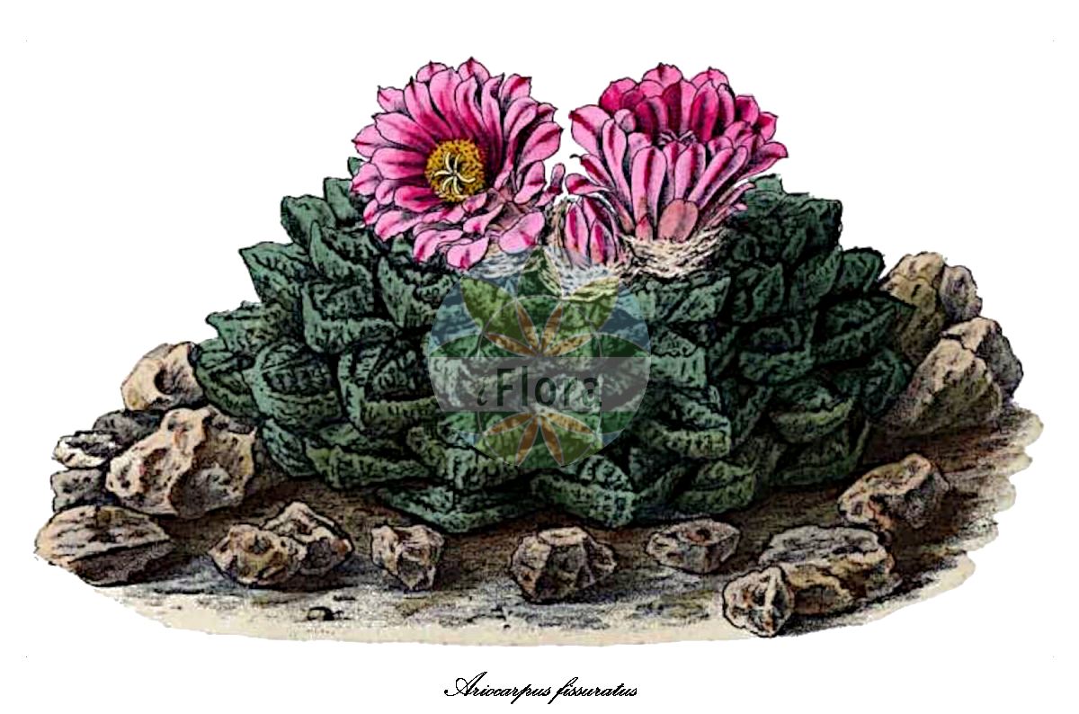 Ariocarpus fissuratus - Cactaceae,Plantae,Pteridobiotina,Angiosperms,Caryophyllales,Cactaceae,Ariocarpus,Ariocarpus fissuratus,Anhalonium engelmannii, Anhalonium fissuratum, Ariocarpus fissuratus subsp. fissuratus, Ariocarpus fissuratus subsp. lloydii, Ariocarpus fissuratus subsp. pailanus, Ariocarpus fissuratus var. fissuratus, Ariocarpus fissuratus var. lloydii, Ariocarpus lloydii, Ariocarpus lloydii var. mayor, Mammillaria fissurata, Roseocactus fissurams, Roseocactus fissuratus, Roseocactus intermedius, Roseocactus lloydii