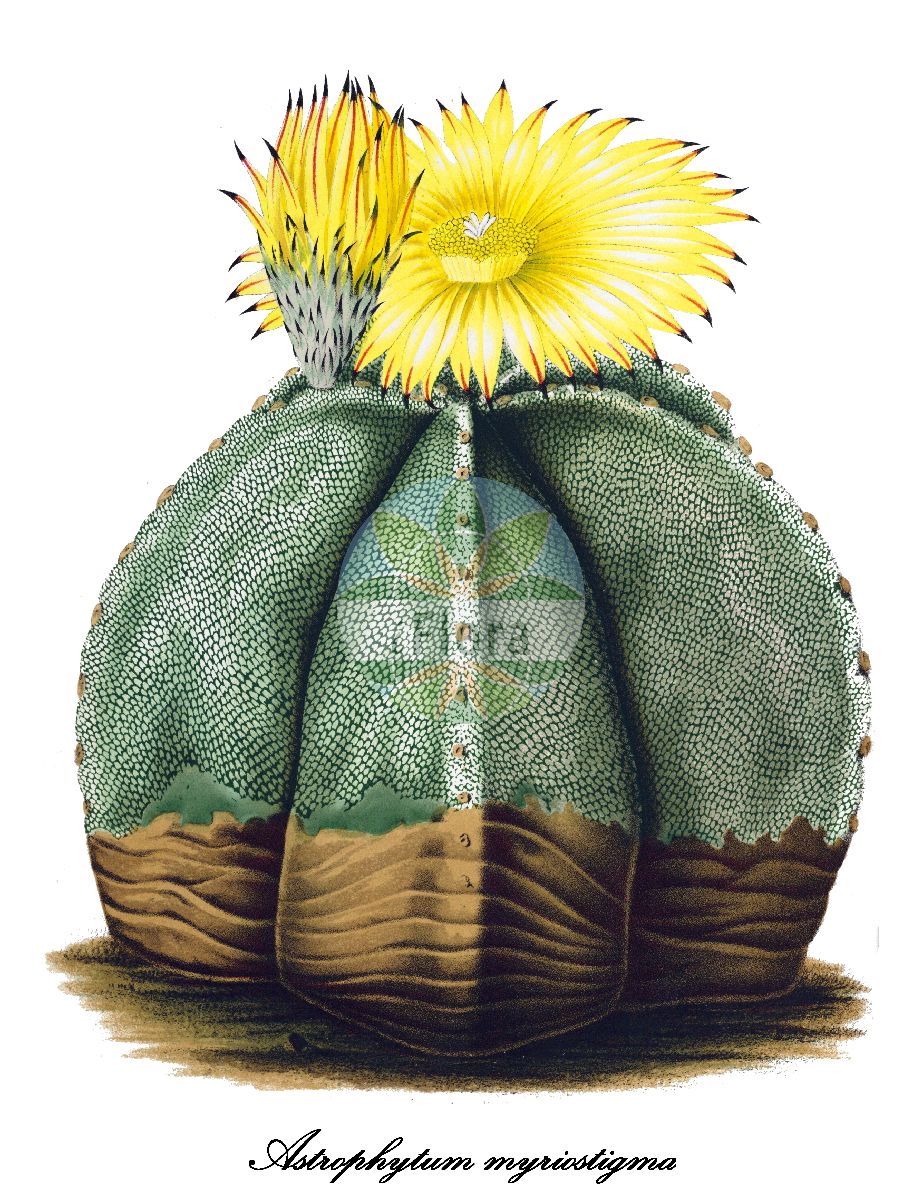 Astrophytum myriostigma - Cactaceae,Plantae,Pteridobiotina,Angiosperms,Caryophyllales,Cactaceae,Astrophytum,Astrophytum myriostigma,Astrophytum columnare, Astrophytum depressum, Astrophytum mirum, Astrophytum myriostigma subsp. potosinum, Astrophytum myriostigma subsp. quadricostatum, Astrophytum myriostigma subsp. tamaulipense, Astrophytum myriostigma subsp. tulense, Astrophytum myriostigma subvar. nudum, Astrophytum myriostigma subvar. tulense, Astrophytum myriostigma var. cereiforme, Astrophytum myriostigma var. columnare, Astrophytum myriostigma var. grandiflorum, Astrophytum myriostigma var. minimiflorum, Astrophytum myriostigma var. nudicarpa, Astrophytum myriostigma var. nudum, Astrophytum myriostigma var. potosinum, Astrophytum myriostigma var. potosinum, Astrophytum myriostigma var. quadricostatum, Astrophytum myriostigma var. quadricostatum, Astrophytum myriostigma var. strongylogonum, Astrophytum myriostigma var. tamaulipense, Astrophytum myriostigma var. tulense, Astrophytum myriostigma var. verum, Astrophytum prismaticum, Astrophytum quadratum, Astrophytum quadricostatum, Astrophytum tamaulipense, Astrophytum tulense, Cereus callicoche, Cereus colicochus, Cereus inermis, Echinocactus myriostigma, Echinocactus myriostigma f. columnaris, Echinocactus myriostigma subsp. potosinus, Echinocactus myriostigma subsp. quadricostatus, Echinocactus myriostigma var. columnaris, Echinocactus myriostigma var. nudus, Echinocactus myriostigma var. quadricostatus