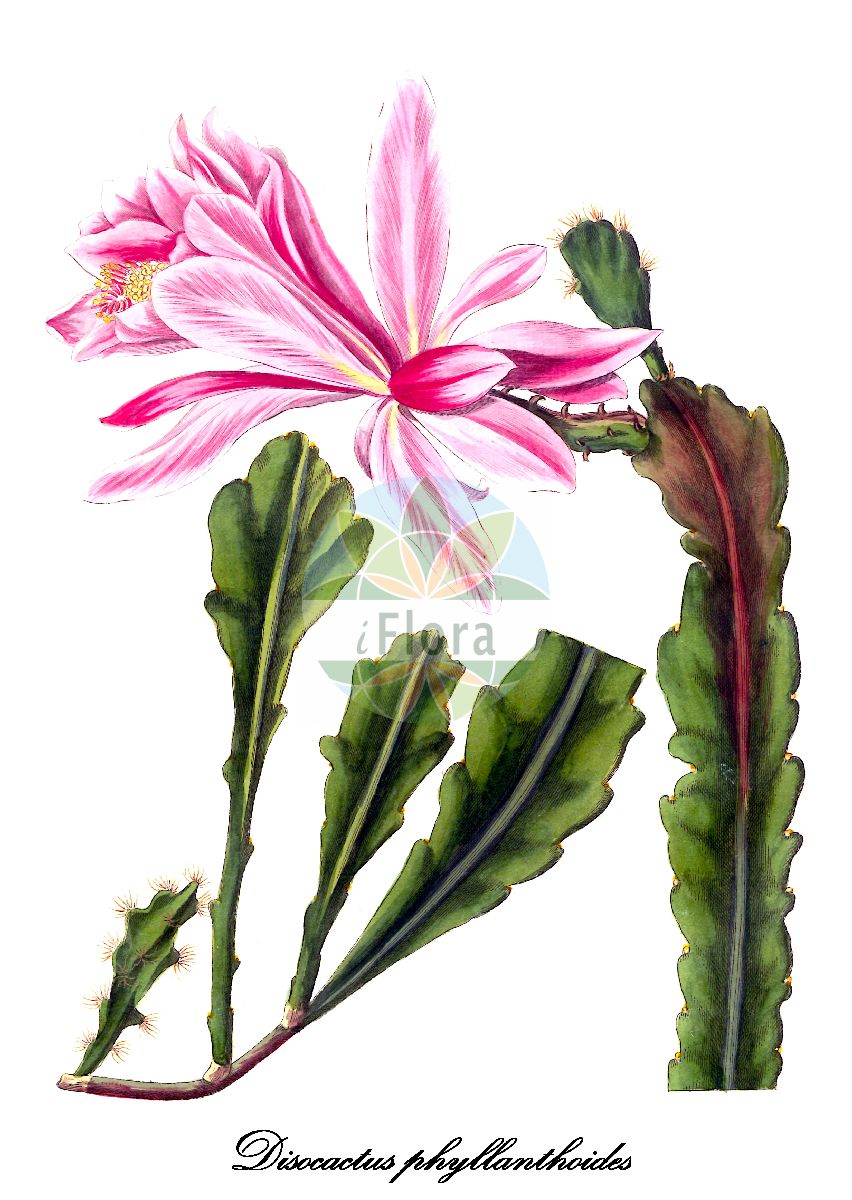 Disocactus phyllanthoides - Cactaceae,Plantae,Pteridobiotina,Angiosperms,Caryophyllales,Cactaceae,Disocactus,Disocactus phyllanthoides,Cactus elegans, Cactus phyllanthoides, Cereus phyllanthoides, Cereus phyllanthoides var. albiflorus, Cereus phyllanthoides var. curtisii, Cereus phyllanthoides var. jenkinsonii, Cereus phyllanthoides var. quillardieri, Cereus phyllanthoides var. vandesii, Epiphyllum phyllanthoides, Heliocereus phyllanthoides, Nopalxochia phyllanthoides, Opuntia speciosa, Phyllocactus phyllanthoides, Phyllocactus plukenetii