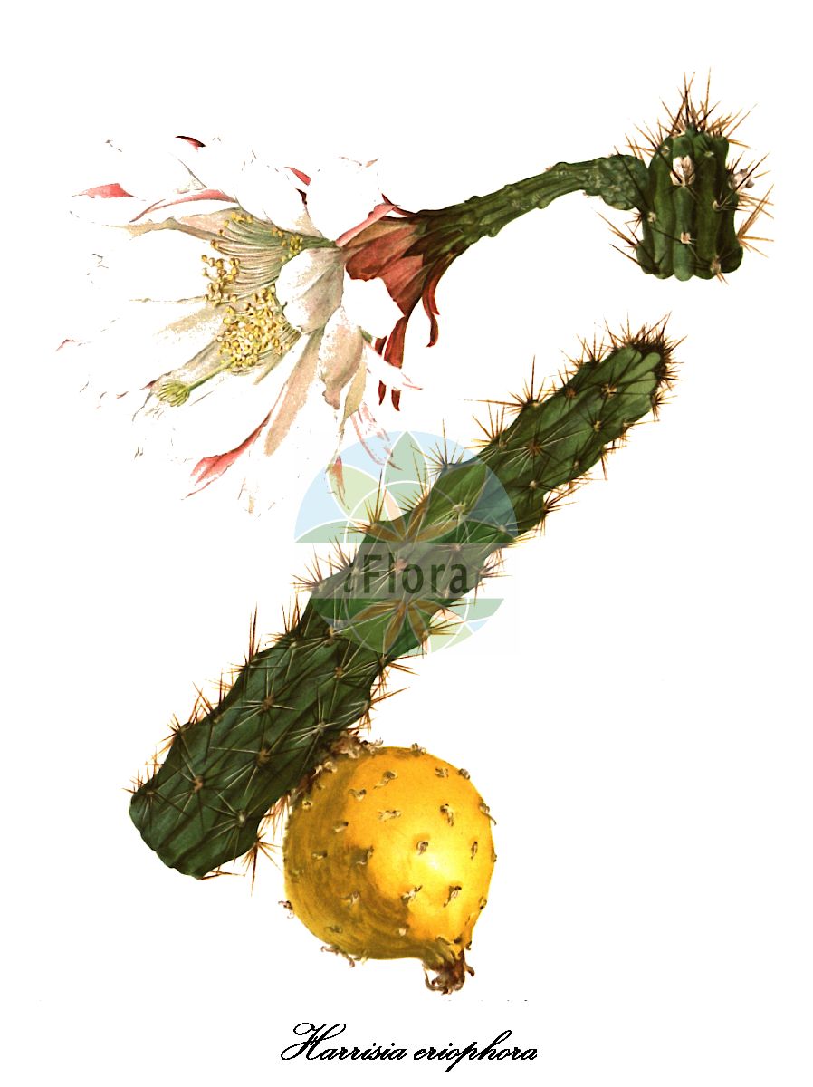 Harrisia eriophora - Cactaceae,Plantae,Pteridobiotina,Angiosperms,Caryophyllales,Cactaceae,Harrisia,Harrisia eriophora,Cereus eriophorus